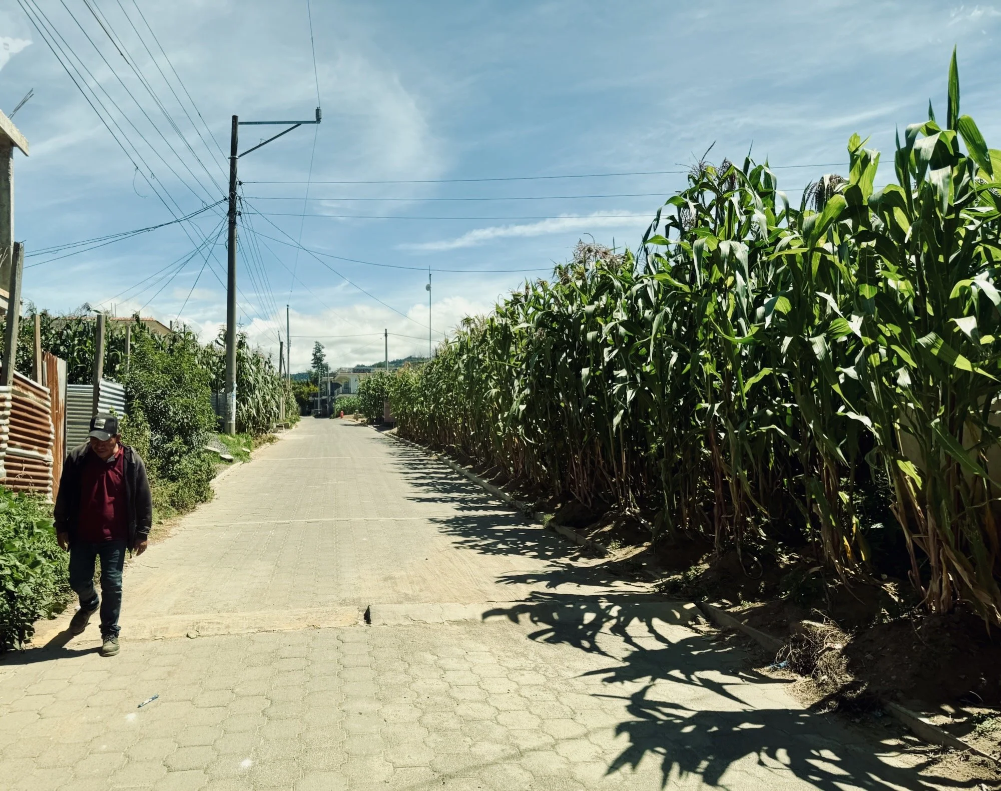  corn fields  solola | guatemala  2026 