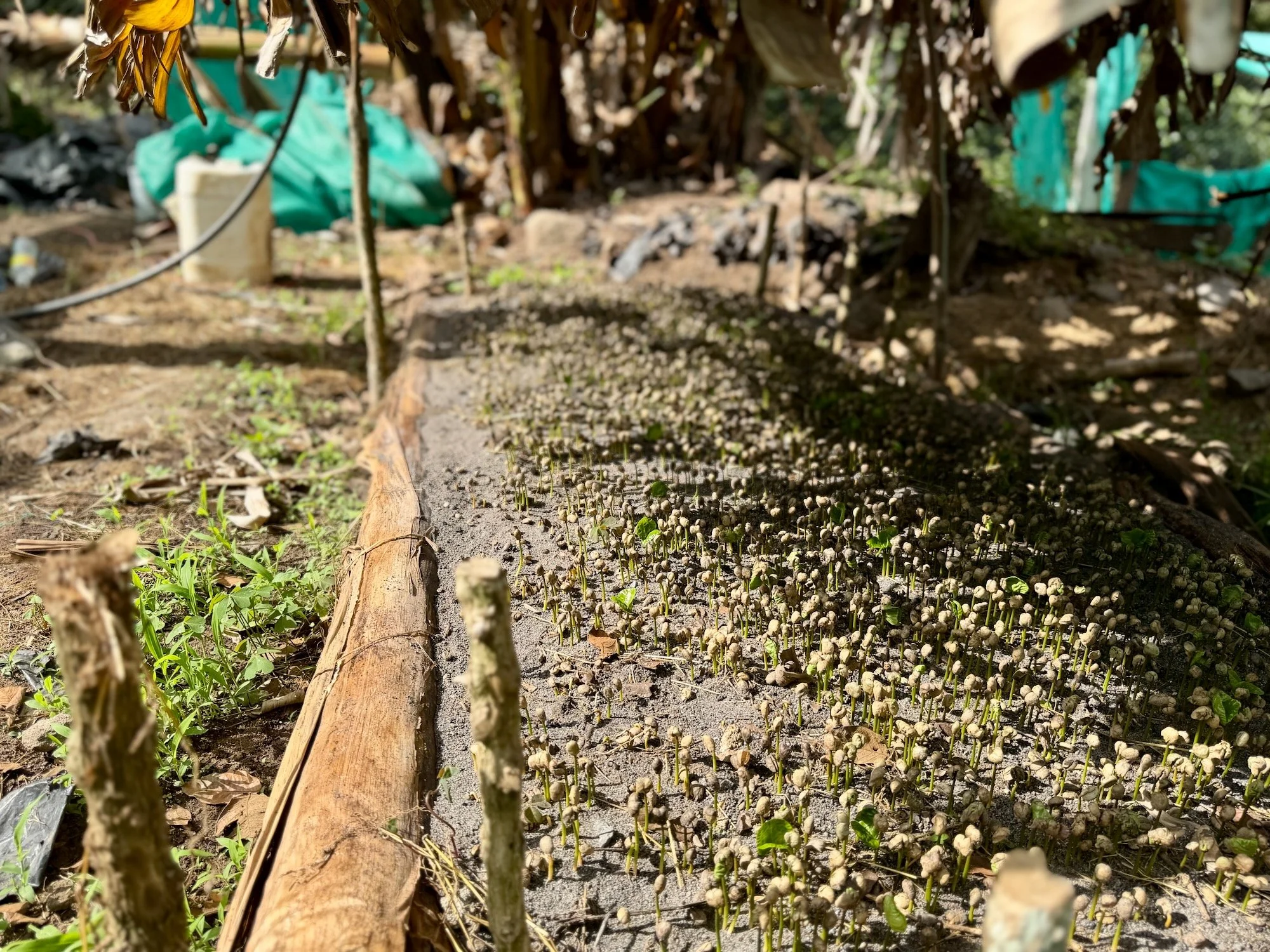  coffee seeding  la voz atitlan | coffee farm collective  san juan la laguna | solola  guatemala  2026 