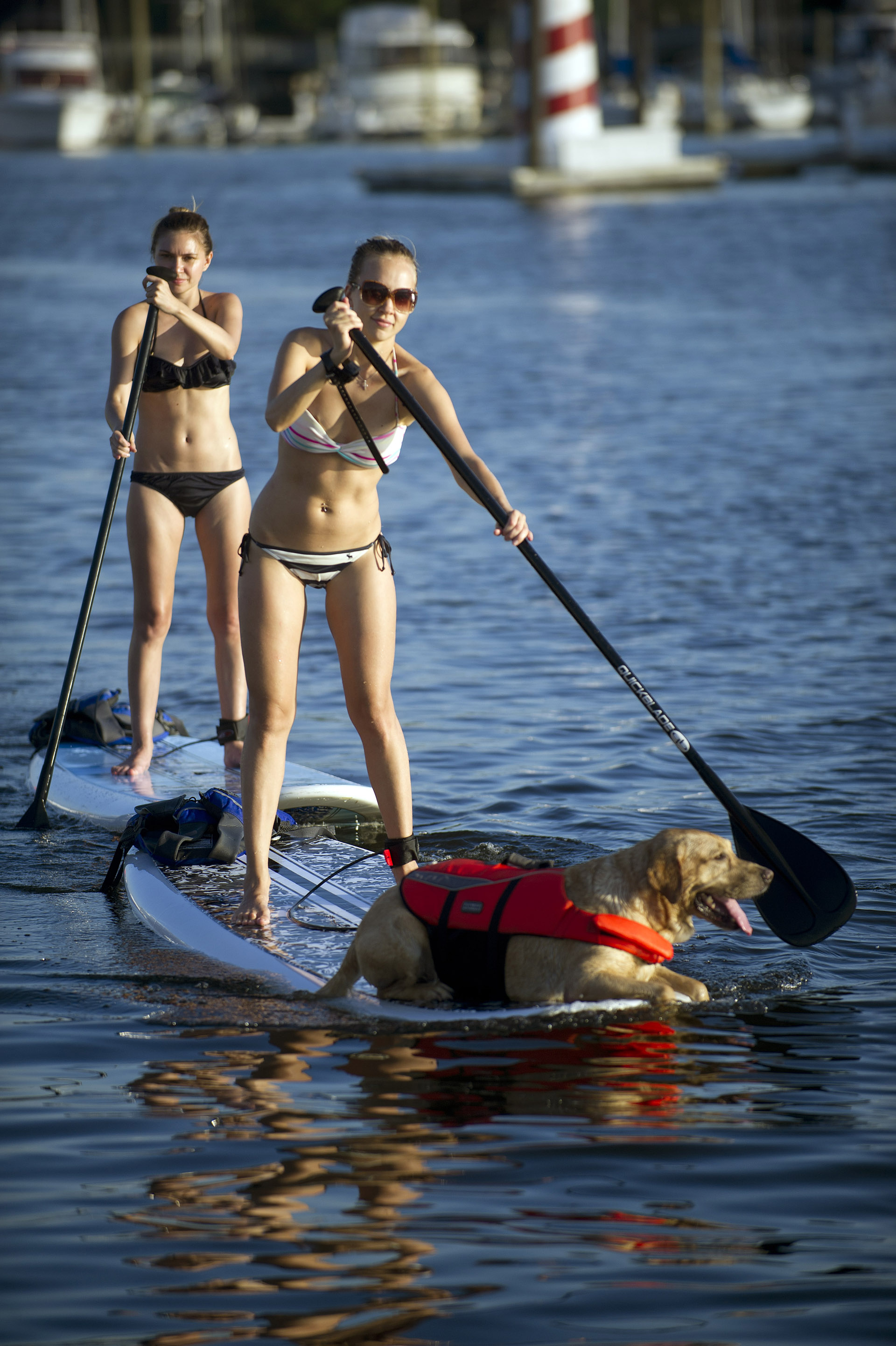 Natalie Titova Campos, her dog, Kenbol, and Alena Matveeva use paddleboards rented from Young Mariners at Harbor Point on Friday, July 5, 2013.