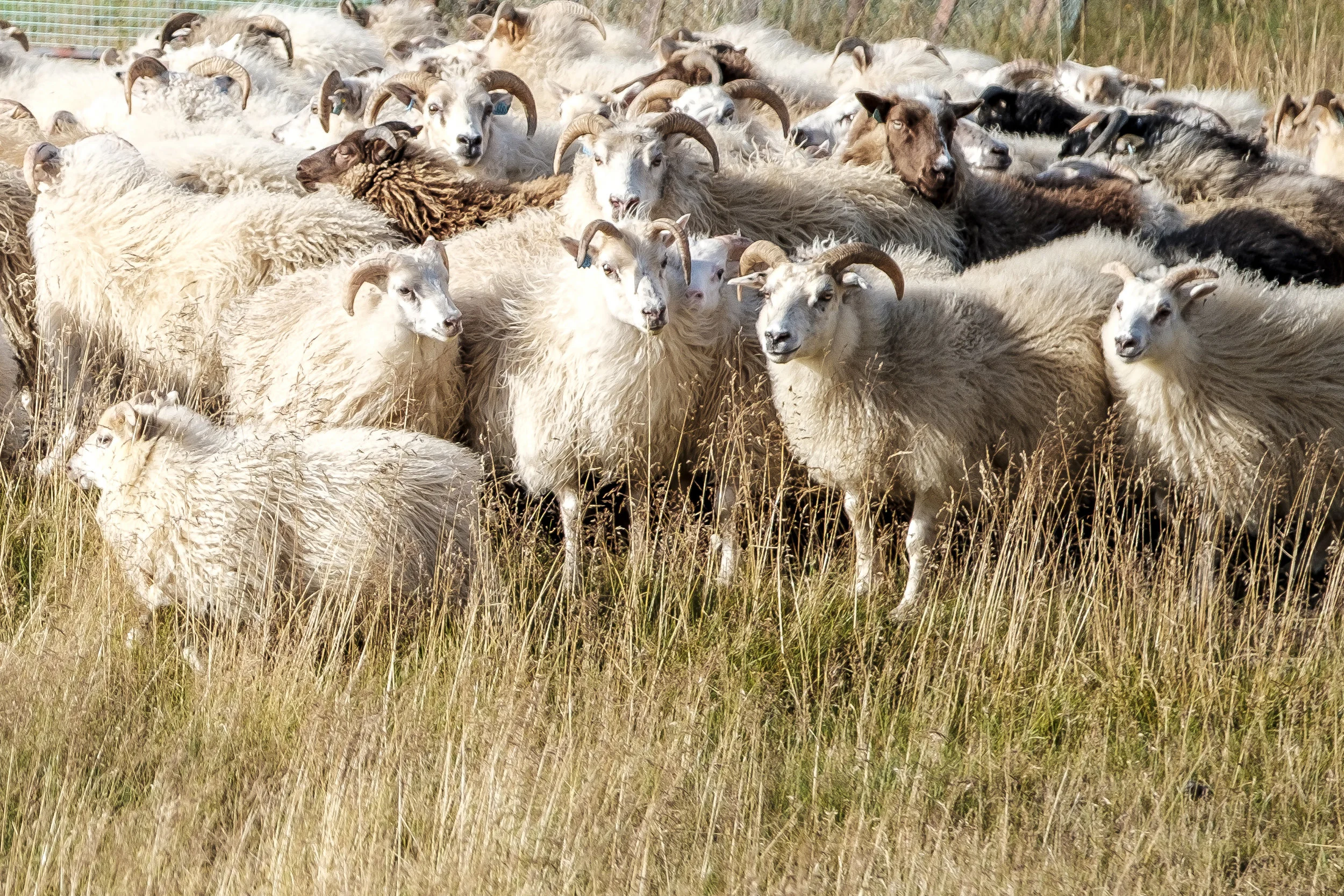 20160916-_DSF2357.jpg