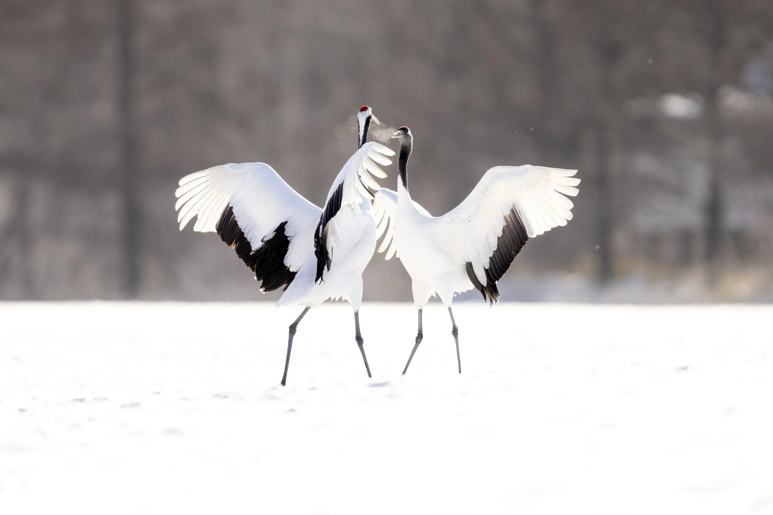 _DSC2935-SharpenAI-Motion (1).jpg