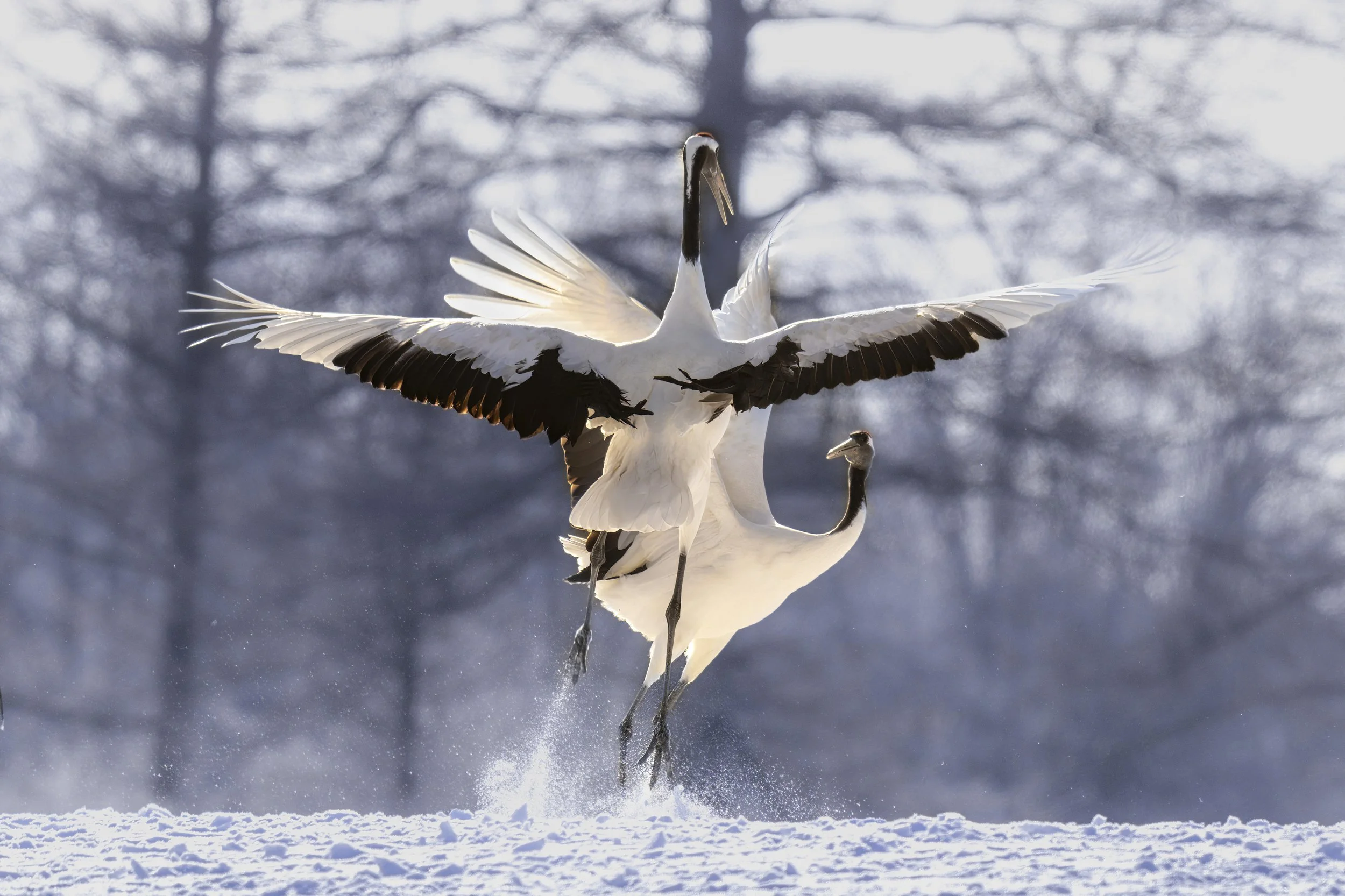 _DSC2230-5-SharpenAI-Motion.jpg
