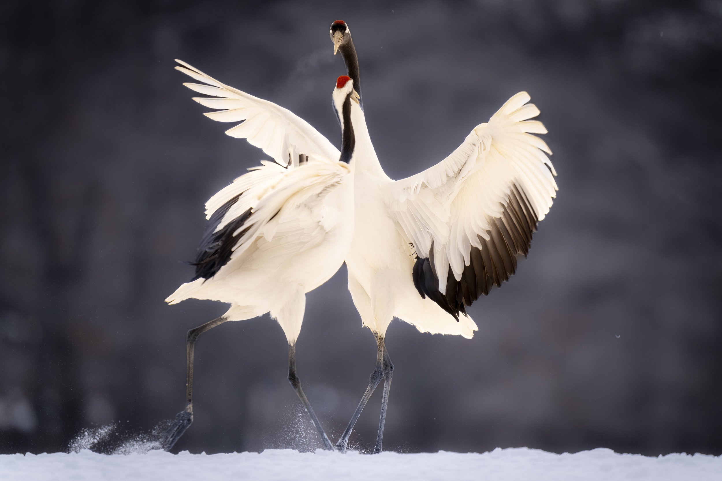 _DSC0650-SharpenAI-Motion.jpg
