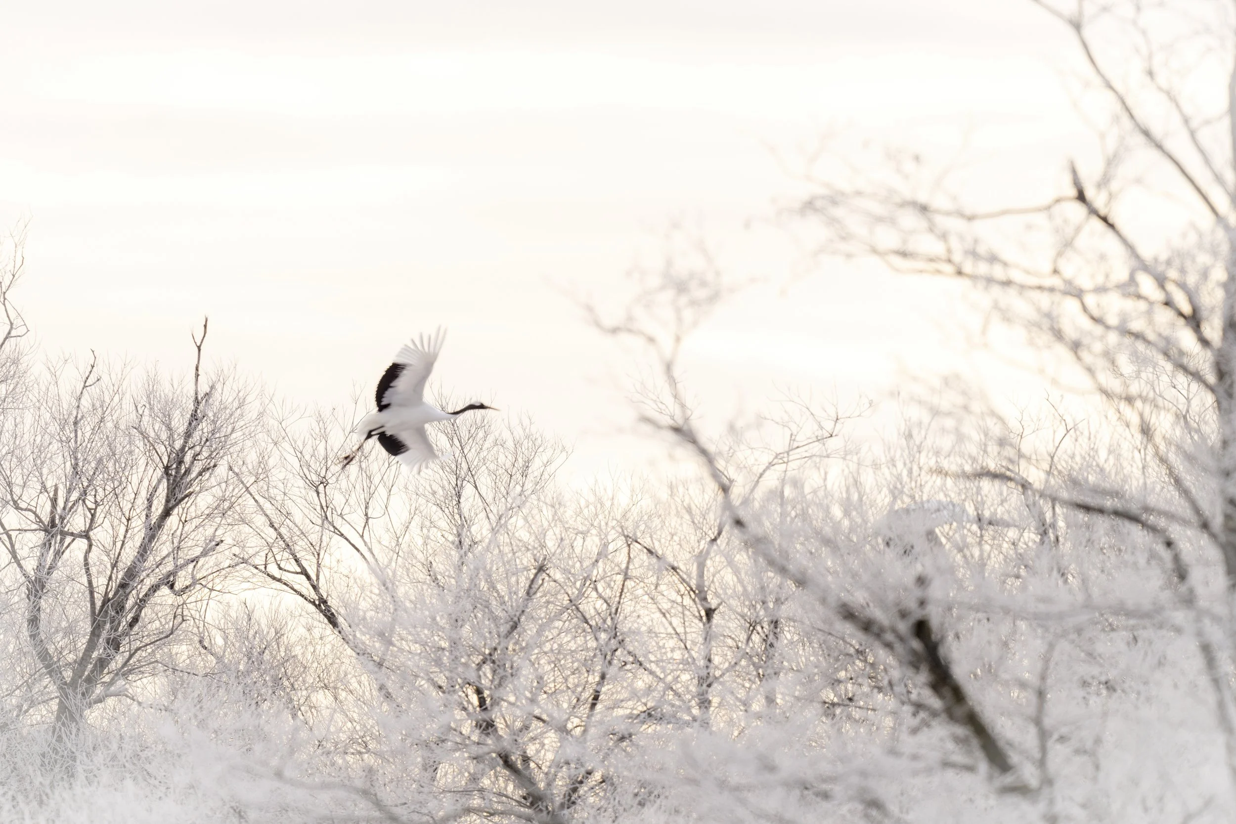 _DSC9397-SharpenAI-Motion (1).jpg