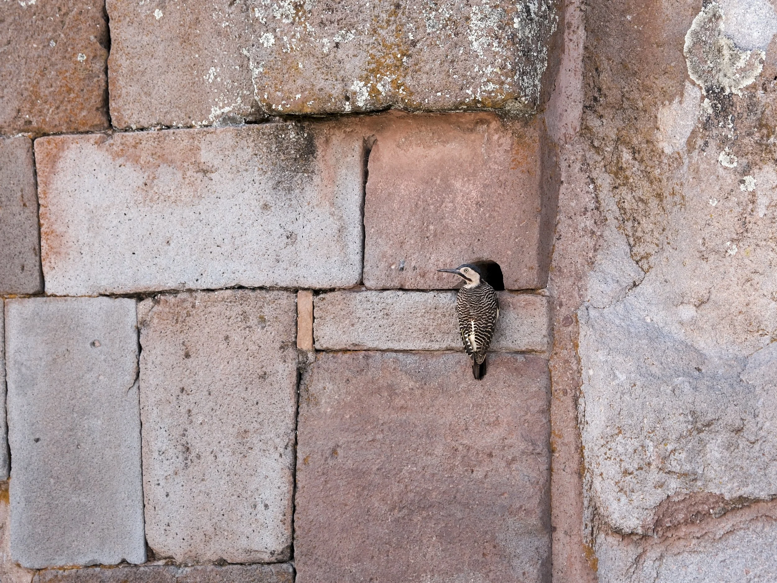 DSCF2534-2.jpg