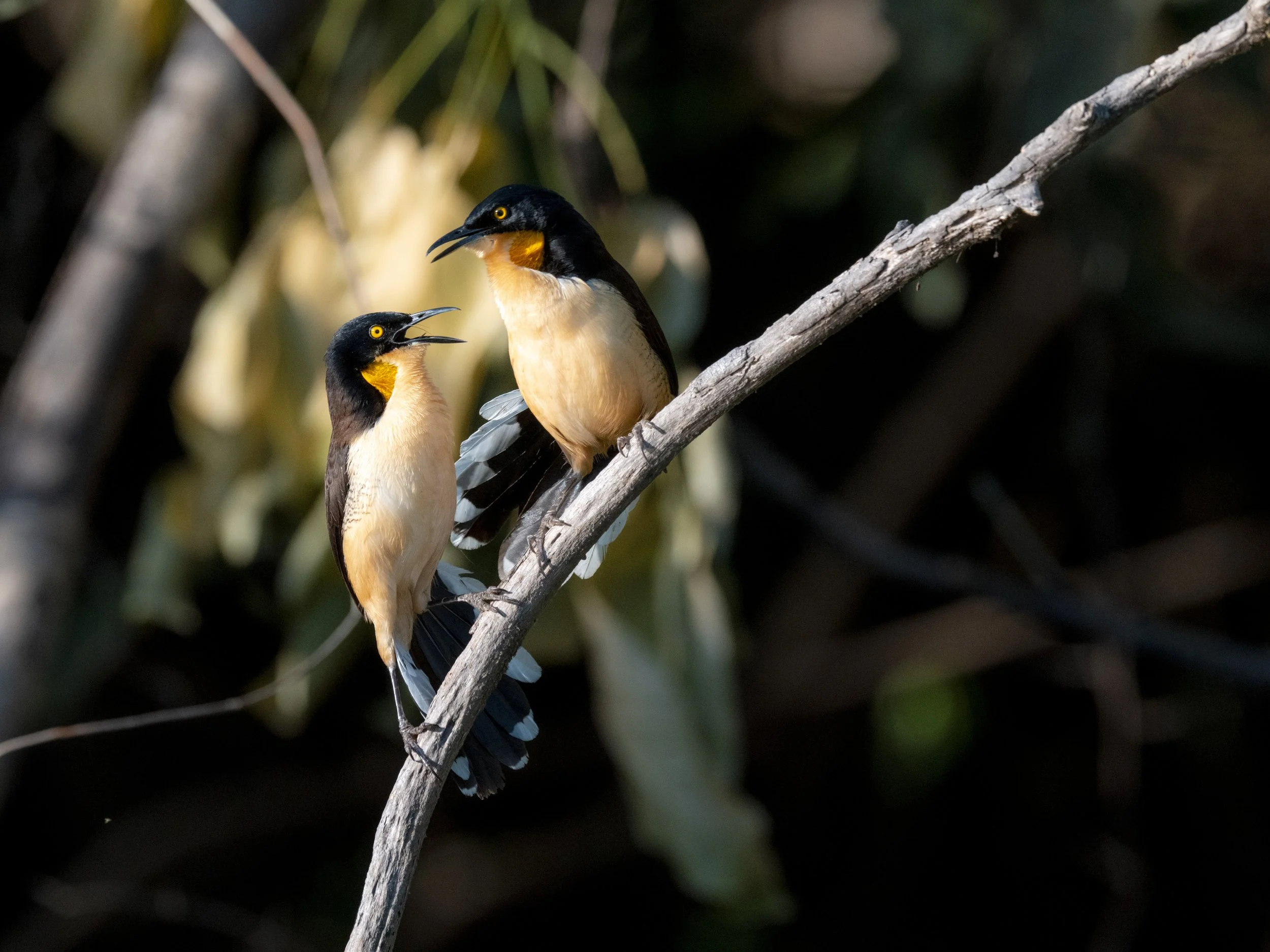 _DSC7986.jpg