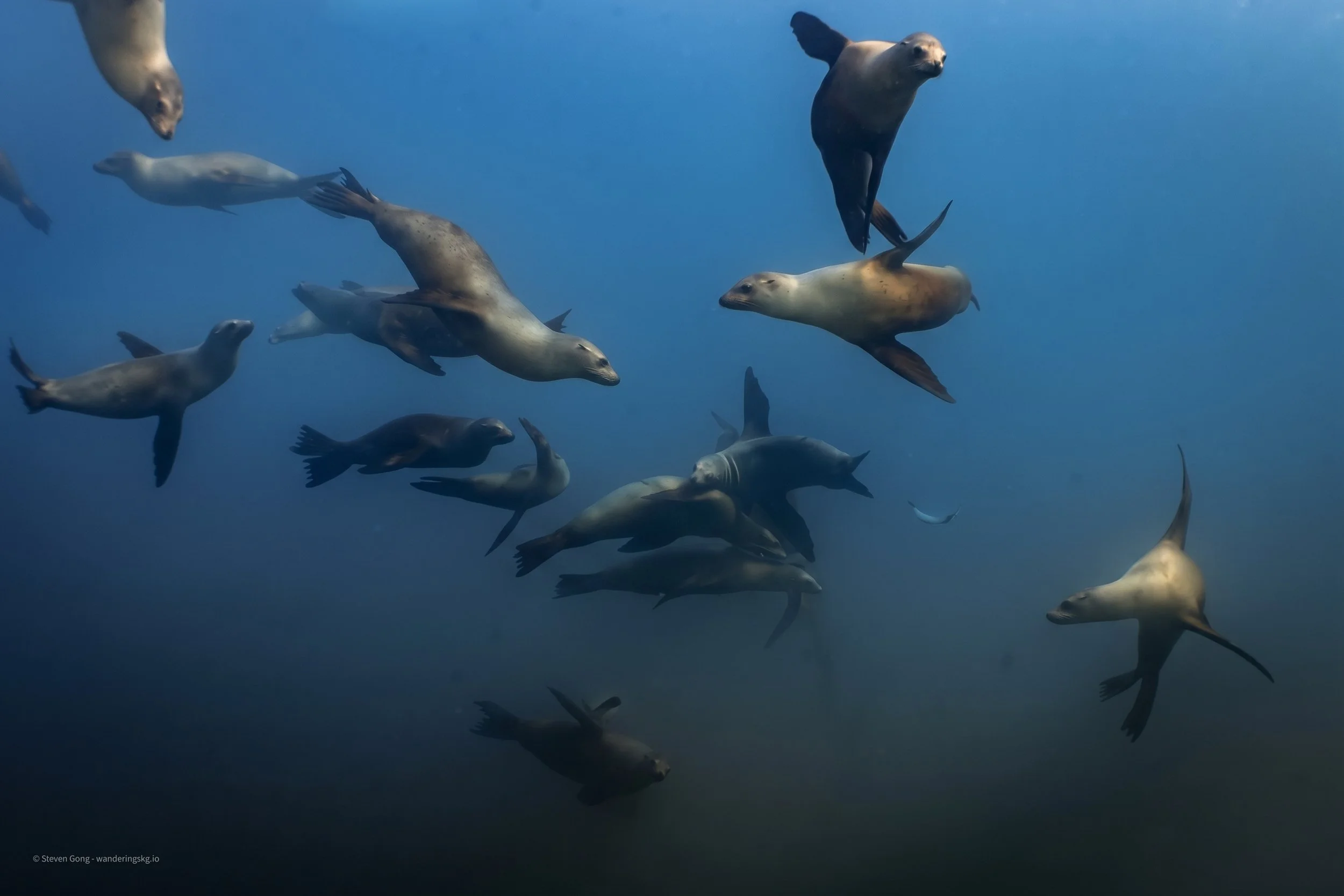 final_sea_lions_wharf_watermarked.jpeg