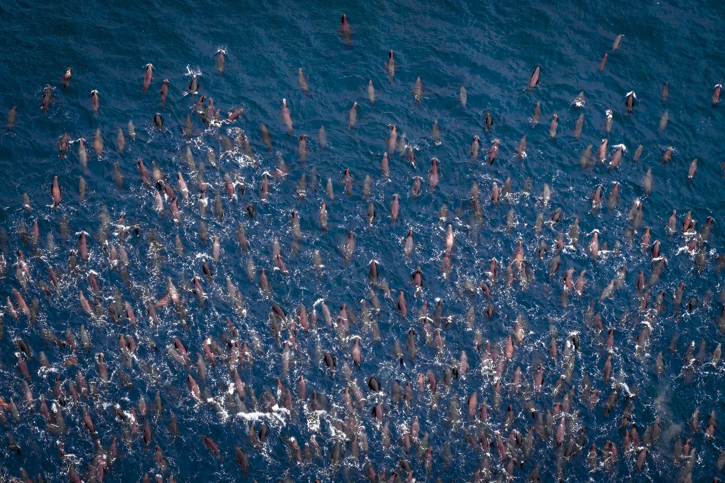 NEW-DJI_20260523063429_0259_D-7-topaz-sharpen.jpeg