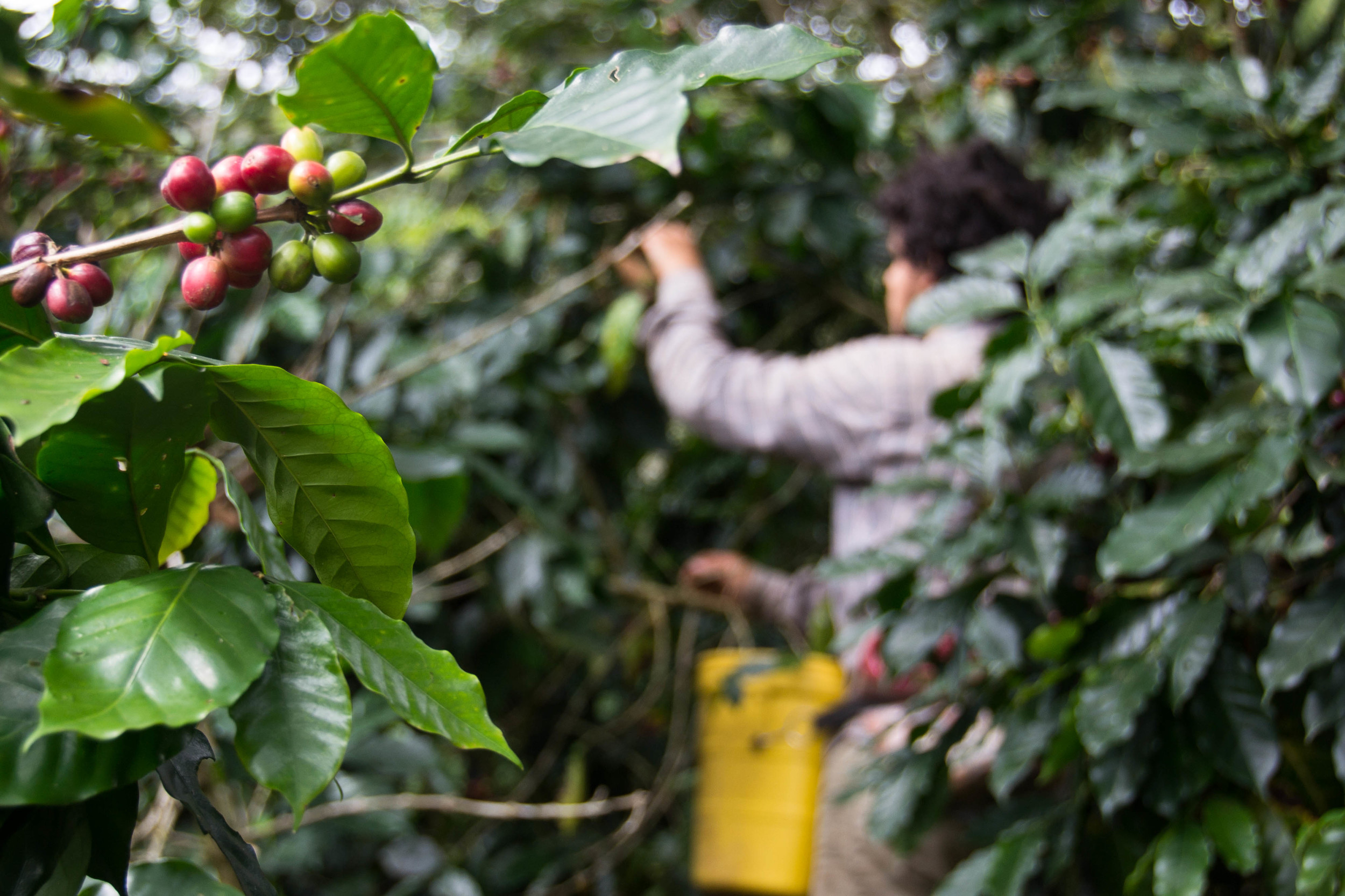 Coffee starts as a bright red berry that awaits a long journey to transform it into a rich, dark brew. El café empieza como una fruta roja y brillante que tiene un largo viaje para transformarse en la rica bebida que da energía al mundo. Le café est au départ une baie rouge vive en attente d’un long voyage, avant de devenir la boisson foncée et riche qui alimente le monde.