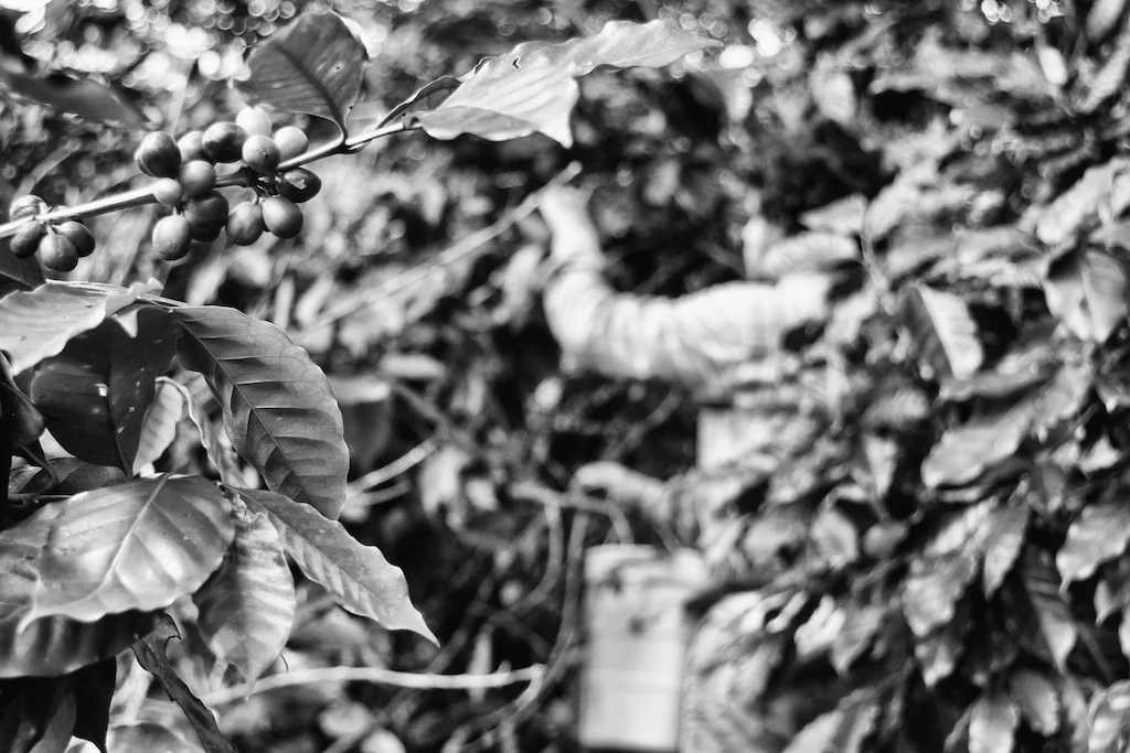 Christian, a Brazilian volunteer, picks coffee in the morning