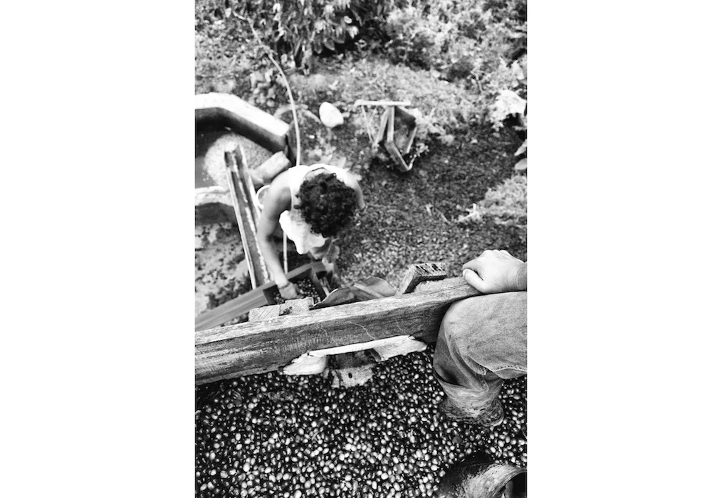 Alfredo and Christian pass the coffee berries through a machine to separate the seed from the husk 