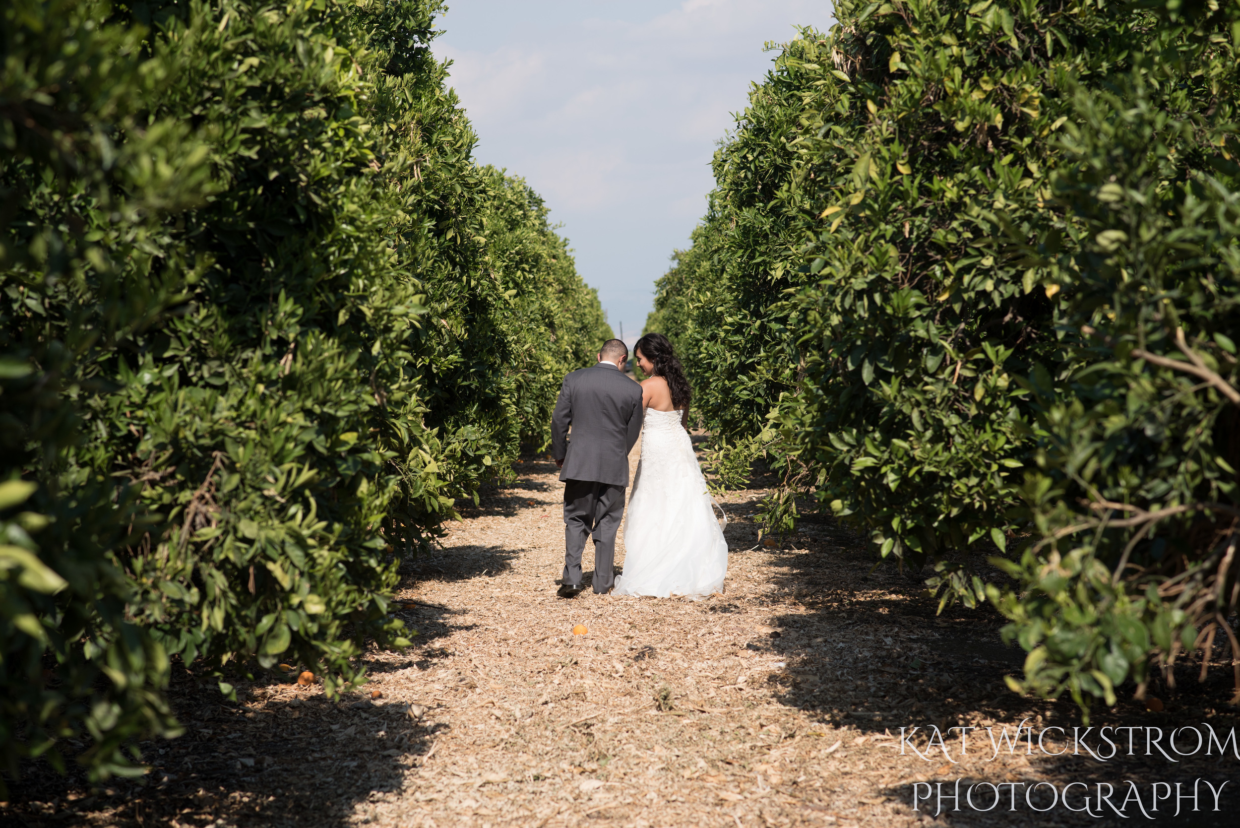 bride and groom in an orange grove