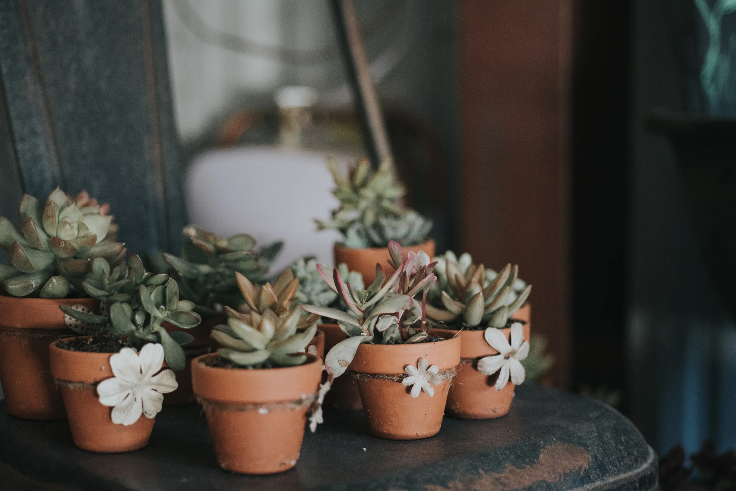 How adorable are these little succulent planter favors?!