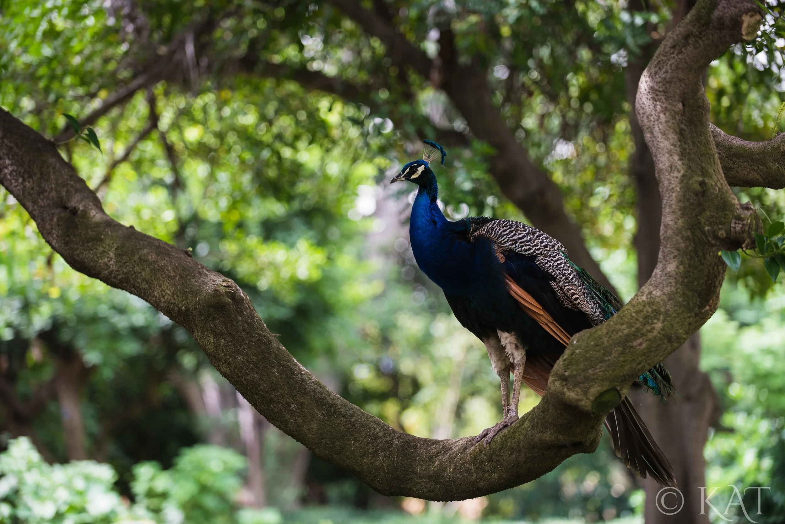 The LA Arboretum is filled with peacocks. :) And we caught this one hanging out on a tree.