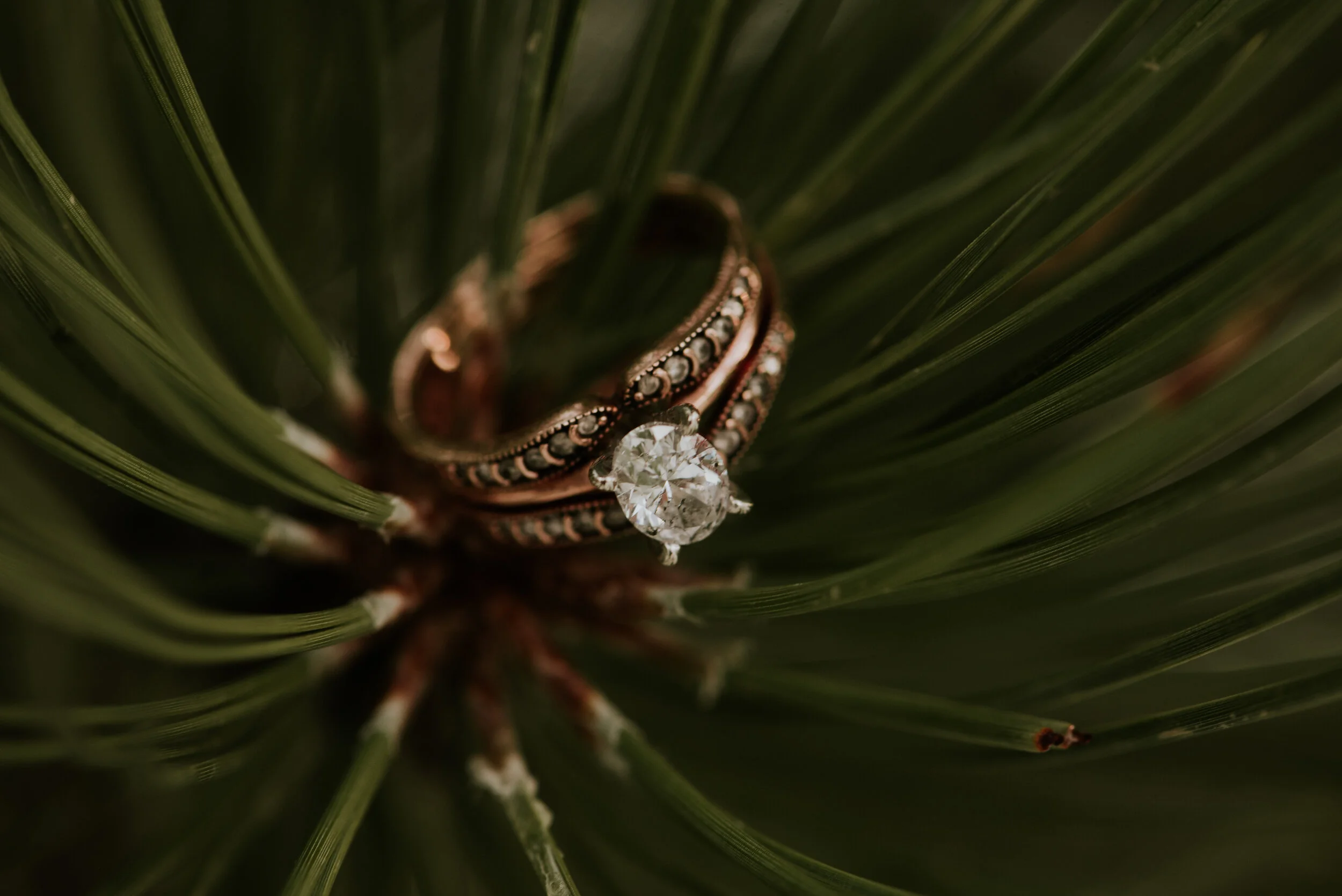 diamond-engagement-ring-pine-tree-photo-shoot