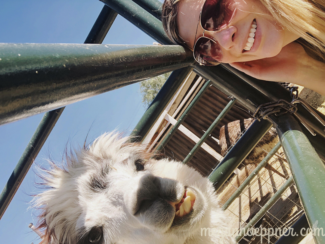 This hottie is one of three alpacas currently at The Farm at Gardner Village , a lovely local animal rescue and petting zoo.