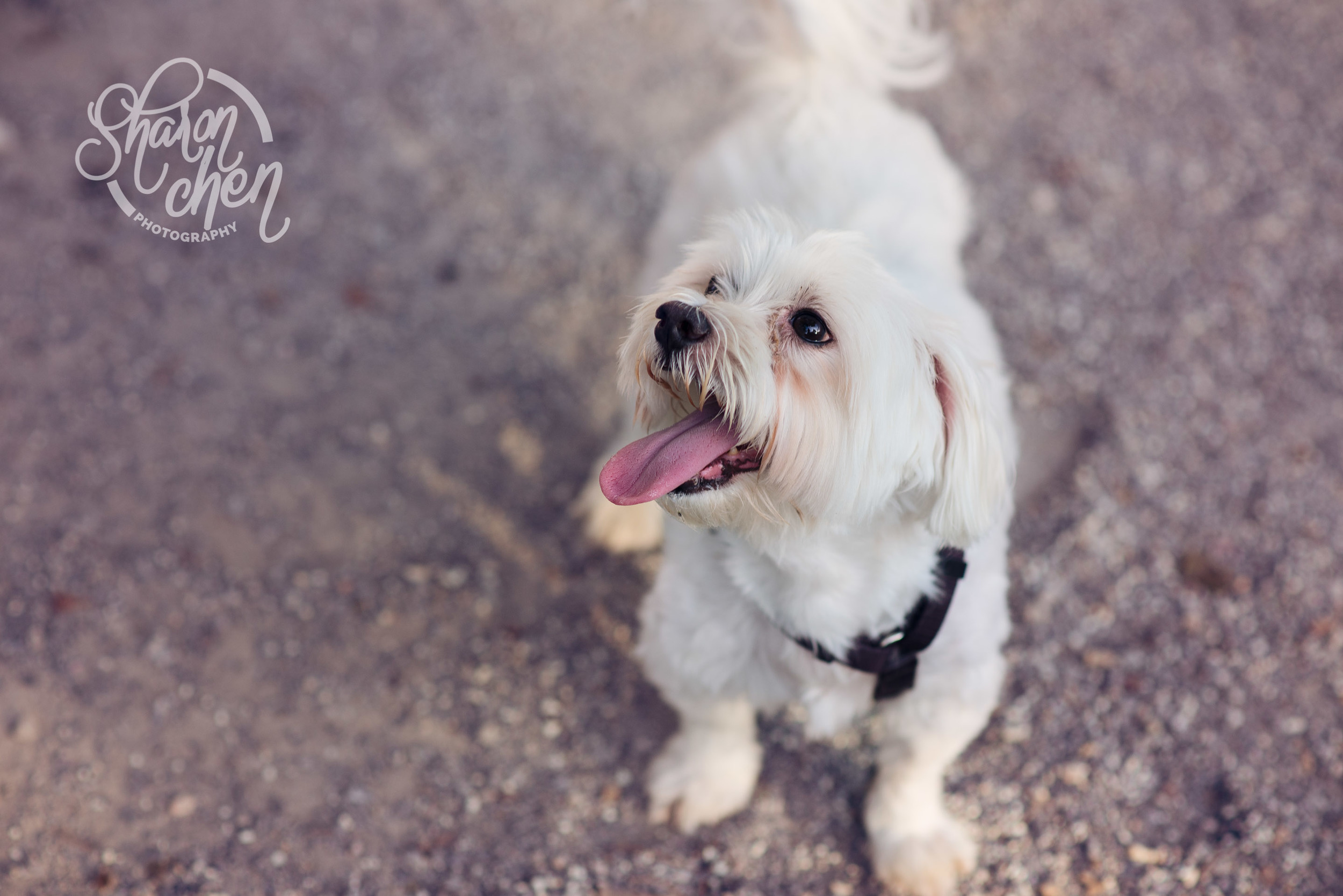 This puppy greeted every new dog that came into the park.