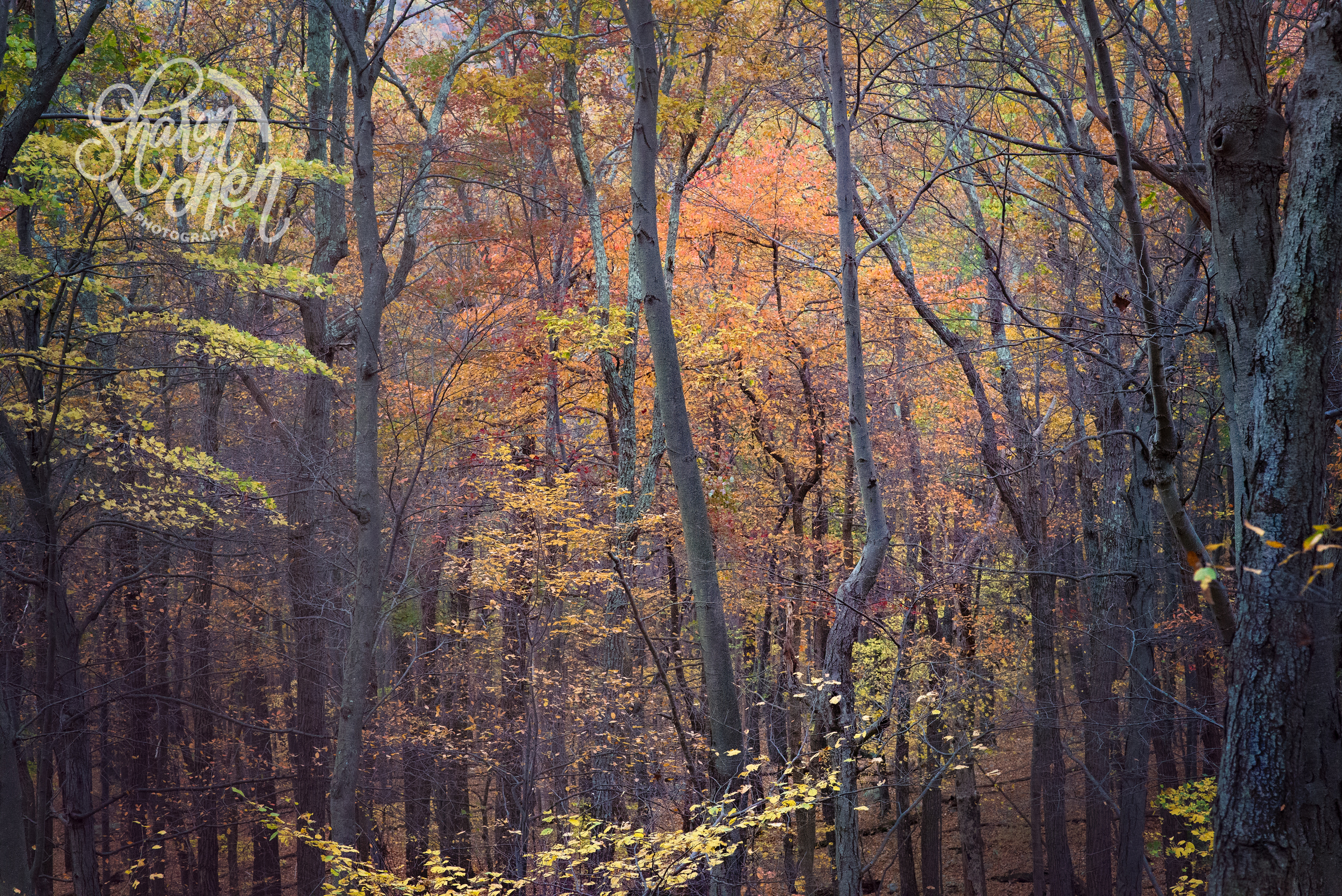 Beautiful forest.