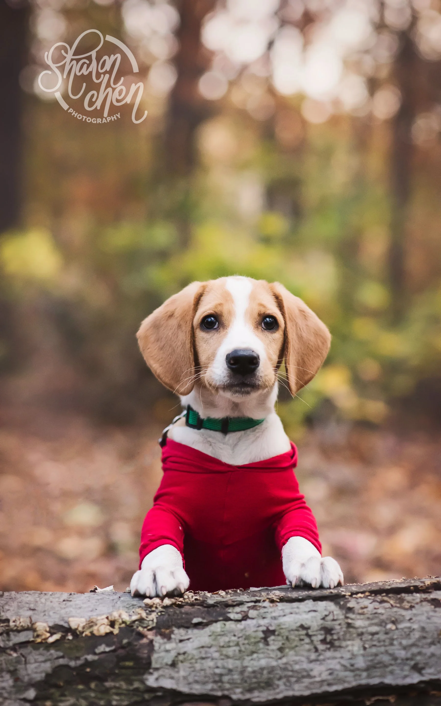 _DSC8154-Edit-2.jpg