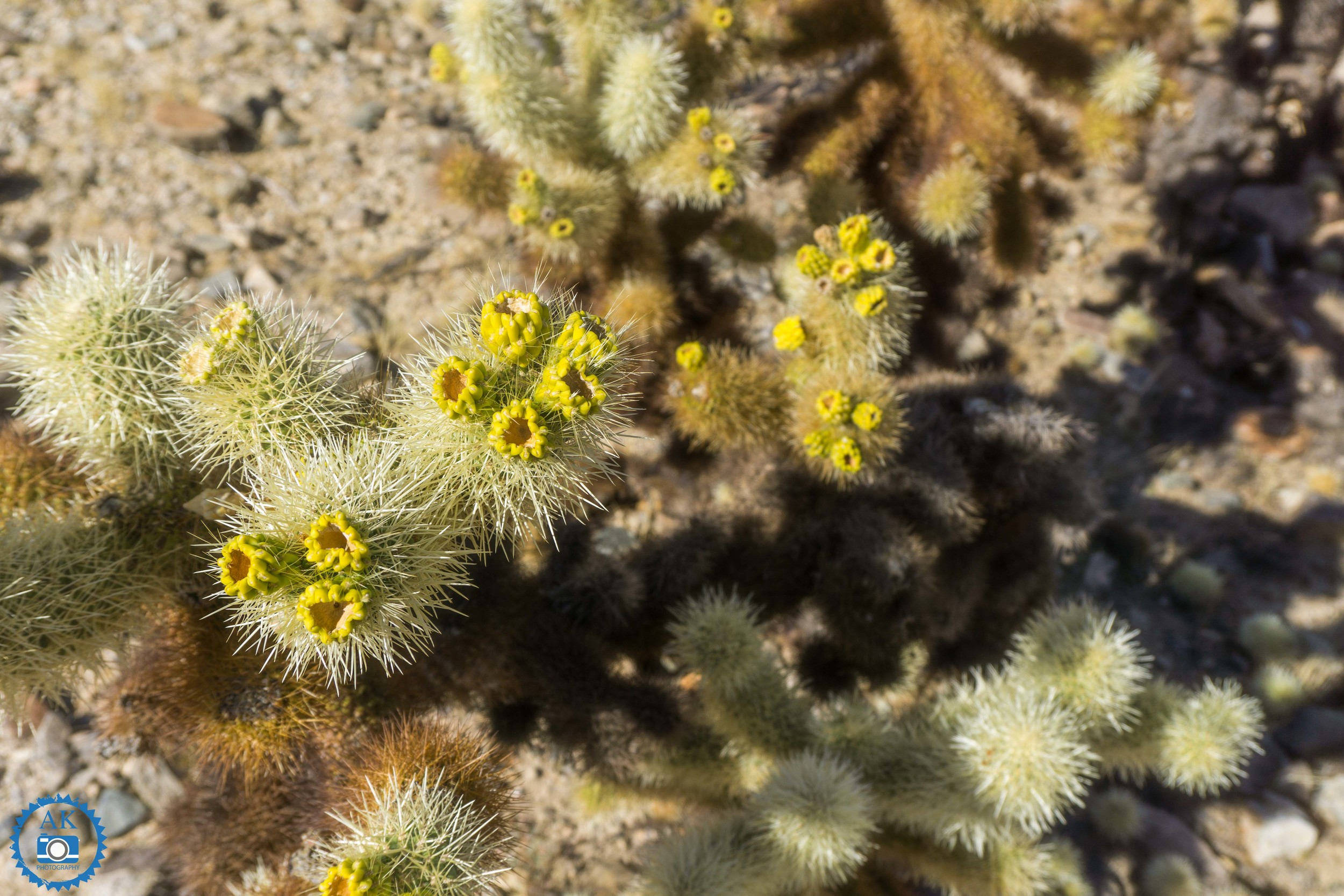 ak_joshua tree-4.jpg