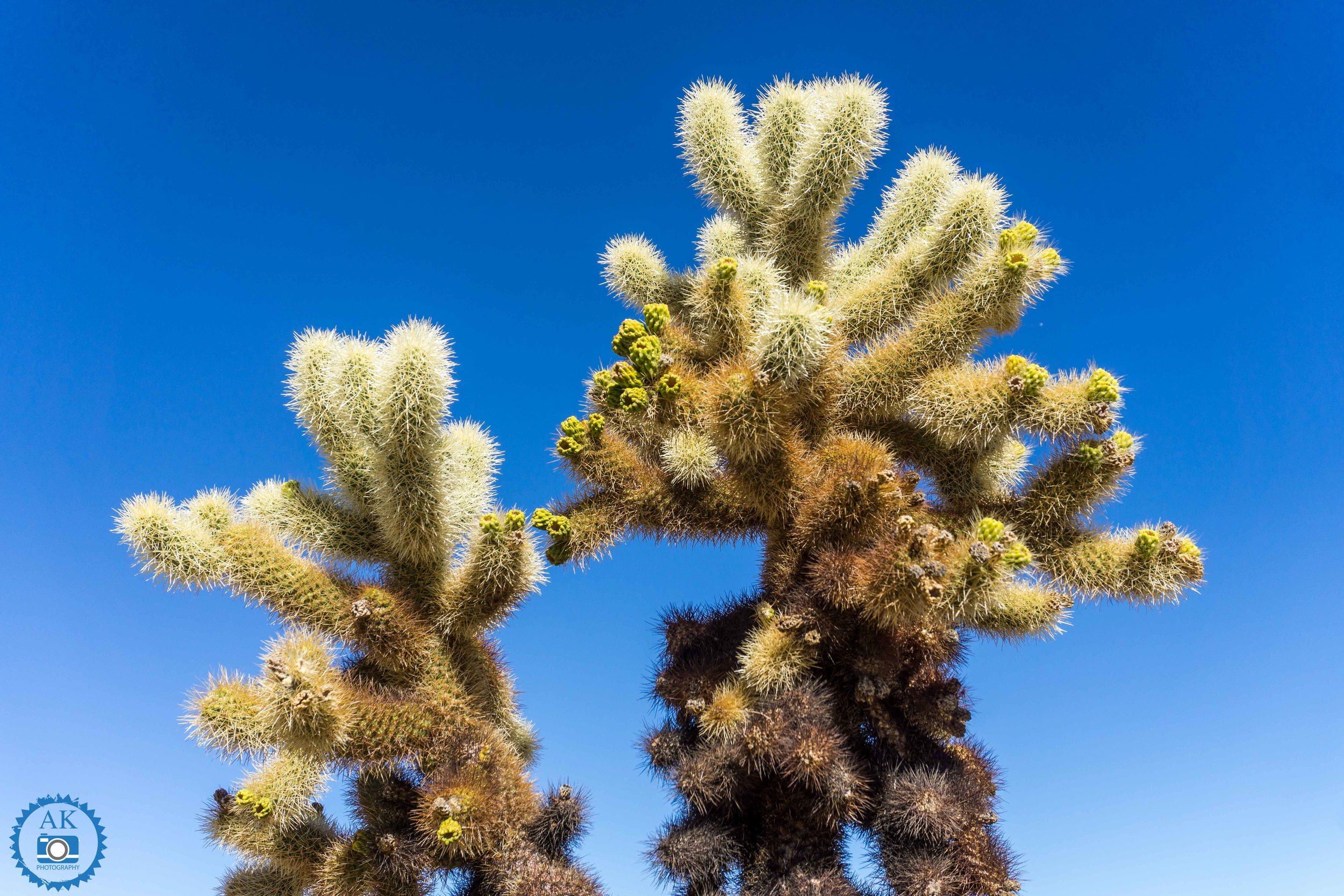 ak_joshua tree-5.jpg