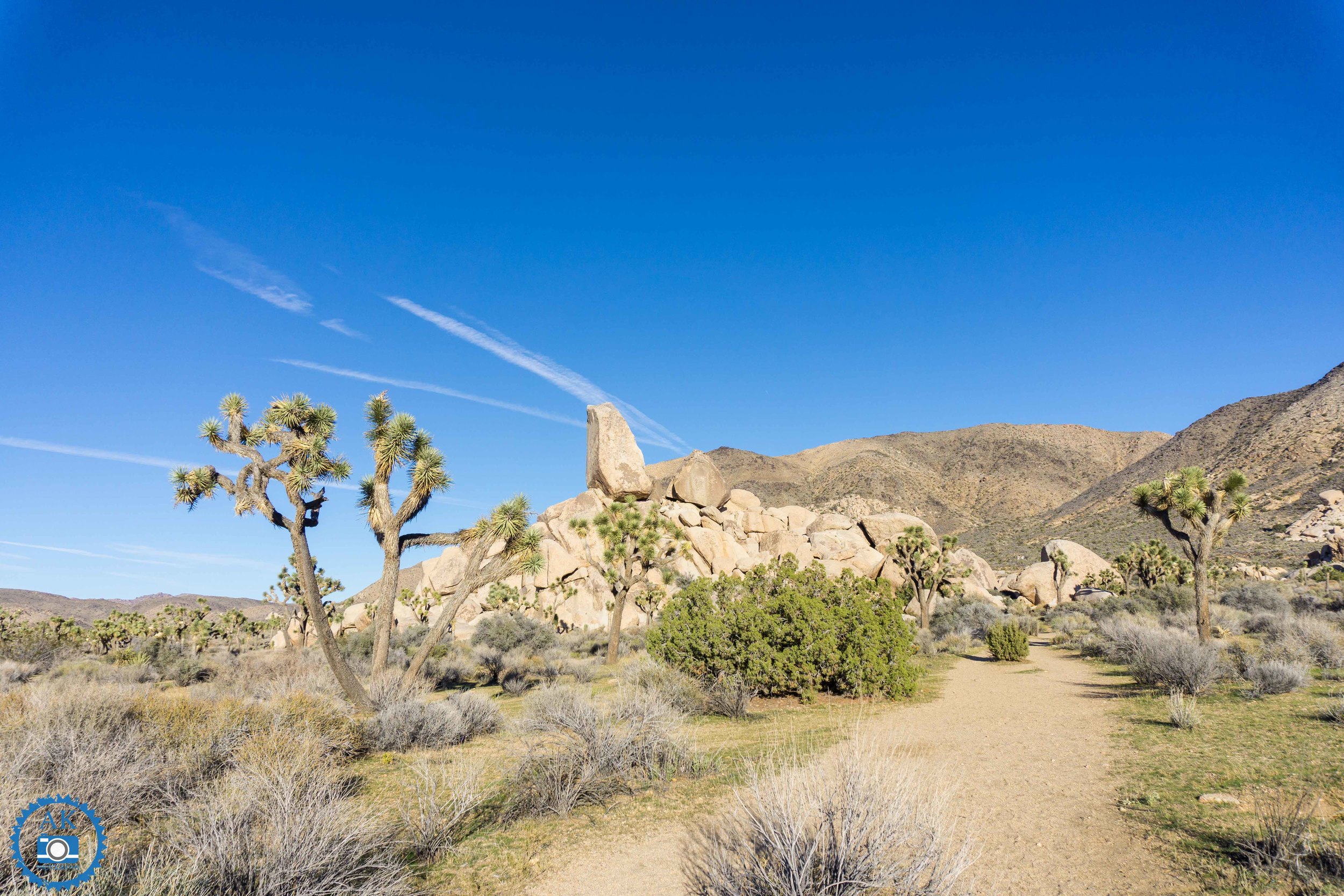 ak_joshua tree-12.jpg