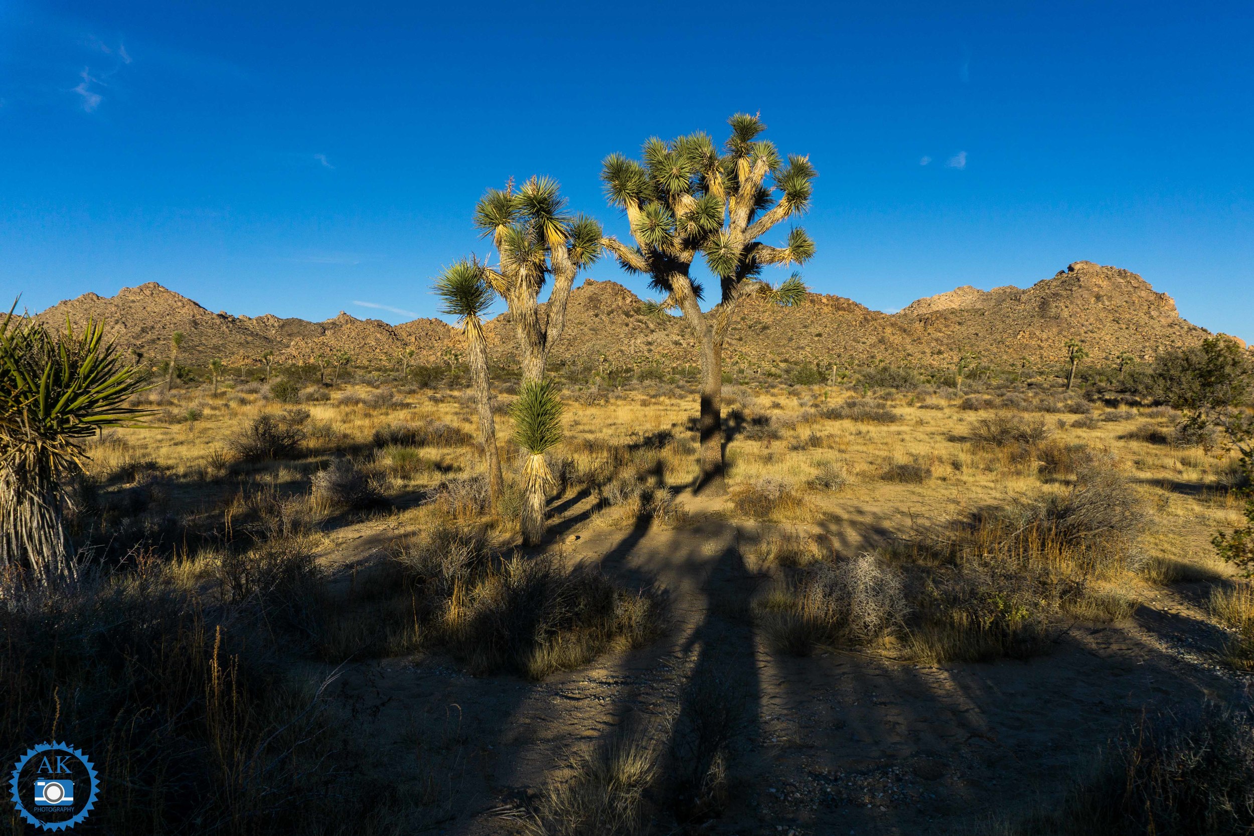 ak_joshua tree-15.jpg