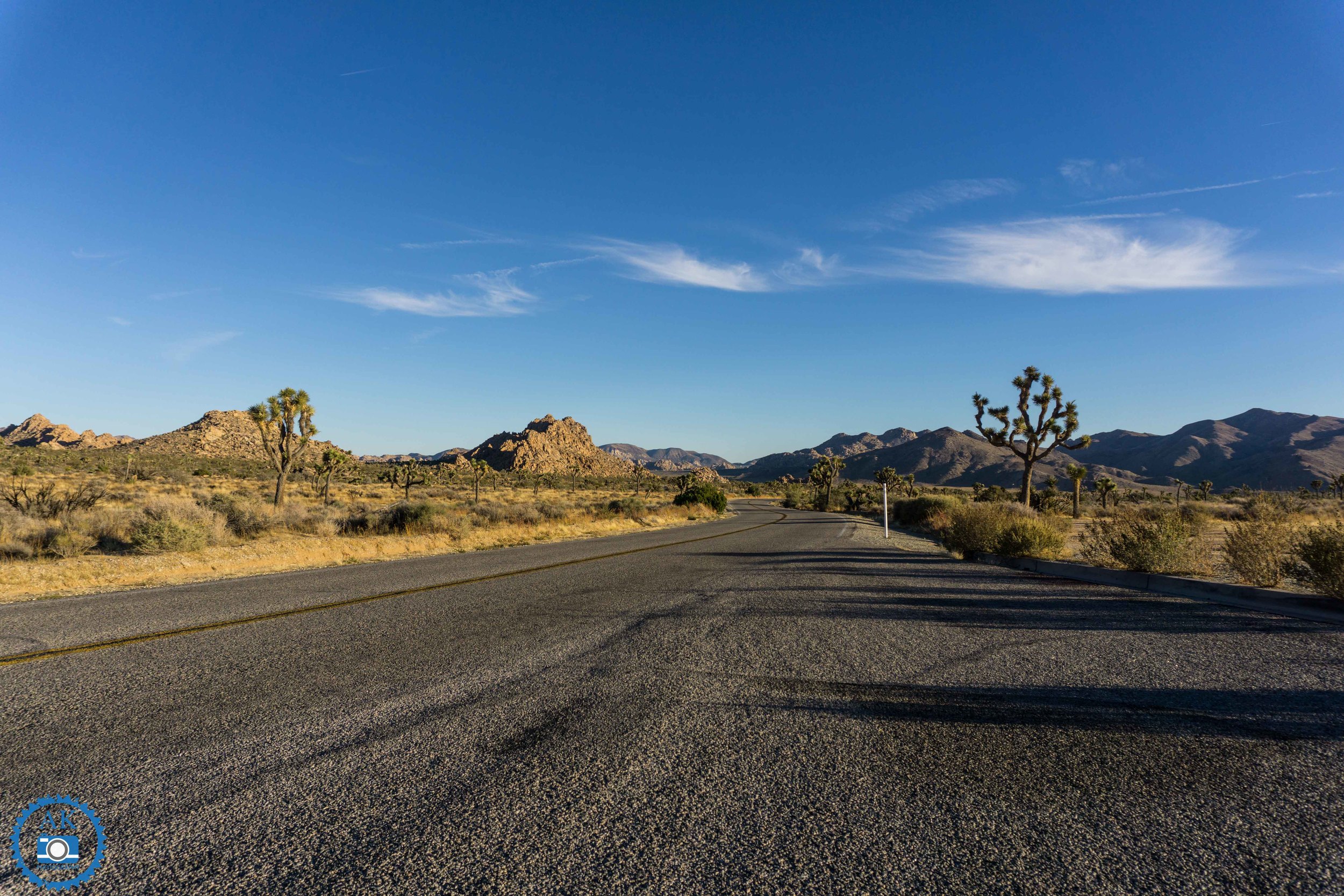 ak_joshua tree-14.jpg