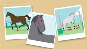 Racing Victoria 'Medicare For Horses' | Animation