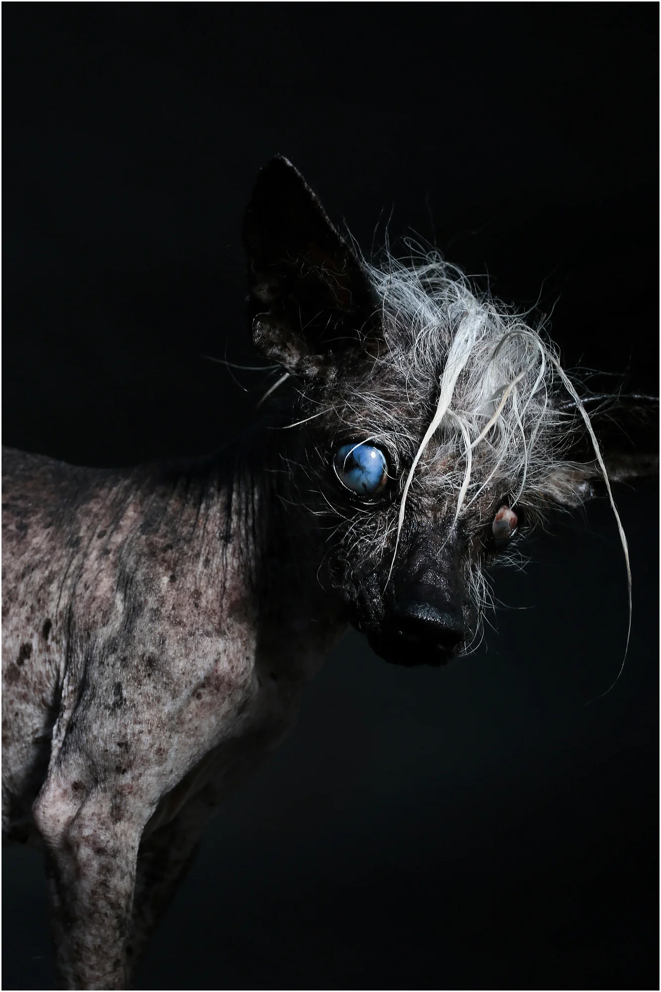 UgliestDogs02.JPG