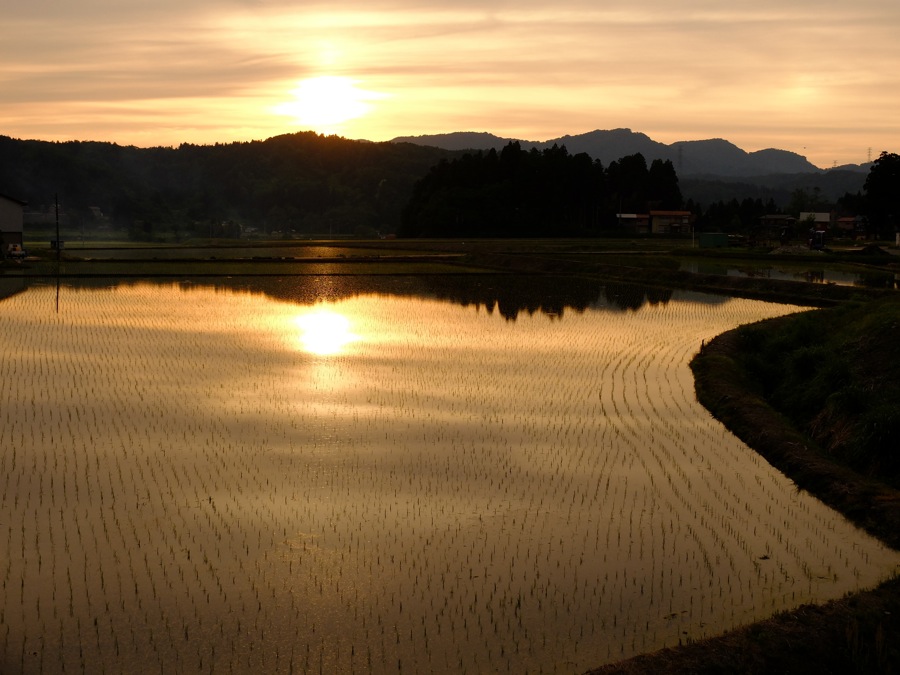 rice field .jpg