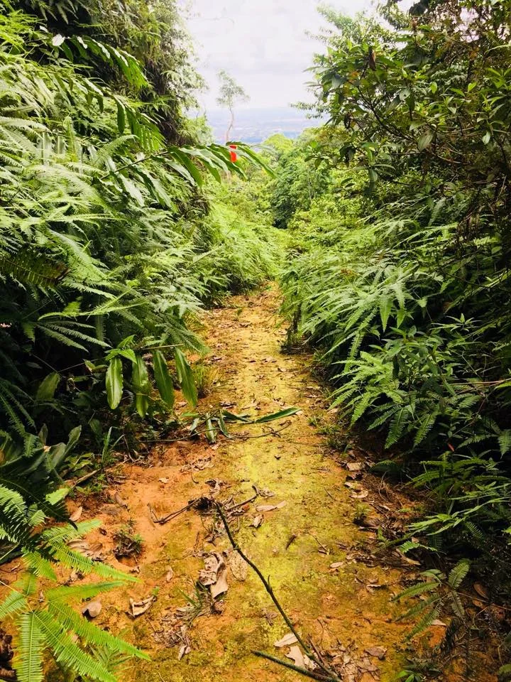 MUTF trail.jpg