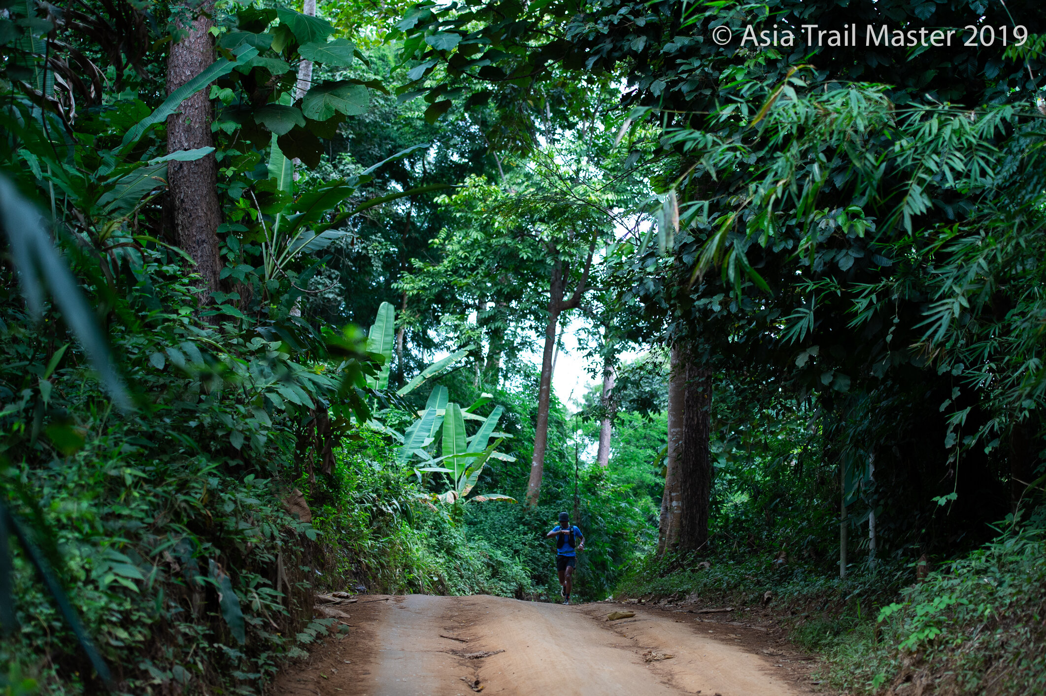 UTCR Abi forest.jpg