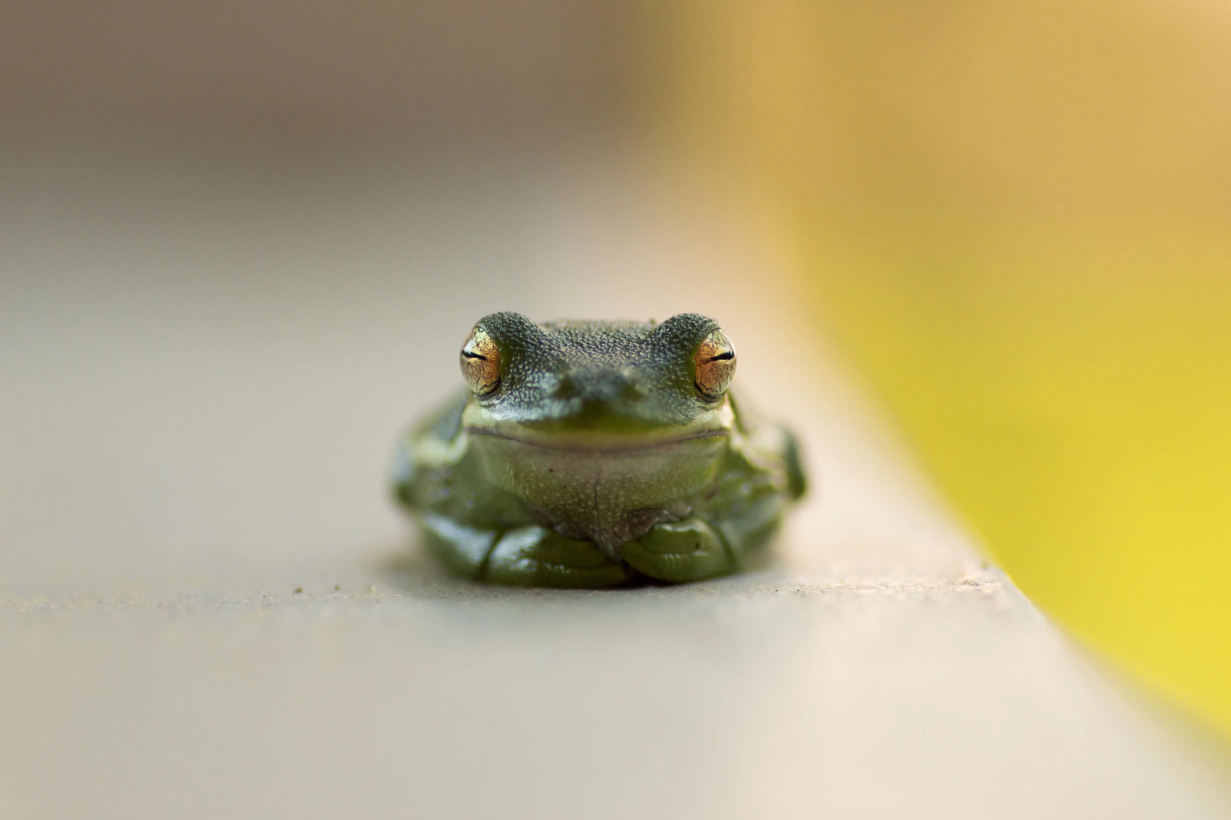 2015.04.08 Frog.JPG