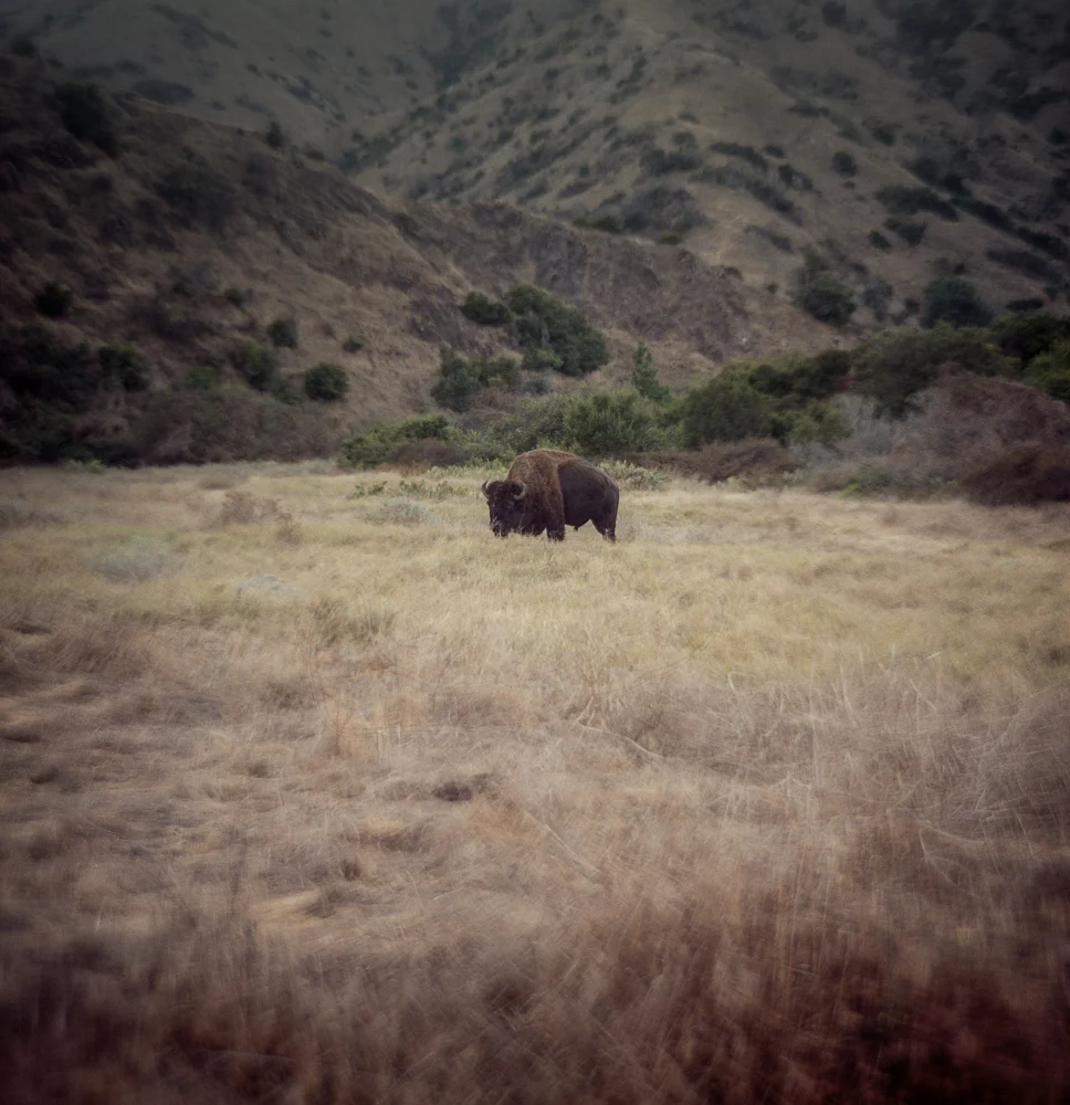 Buffalo - Catalina, CA