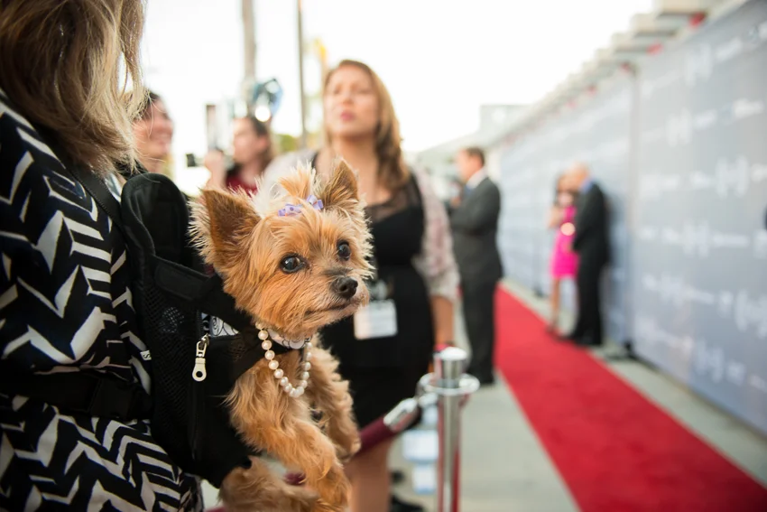  Laila waiting her turn for the Red Carpet 