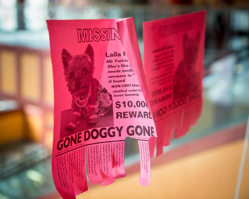  Missing Dog Posters 