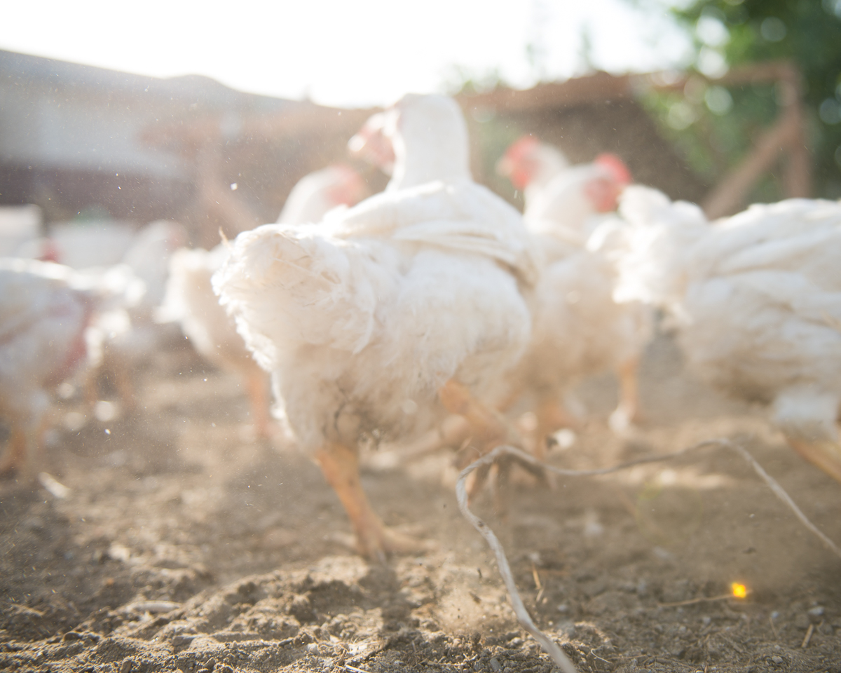  Chickens Scatter in the Yard 