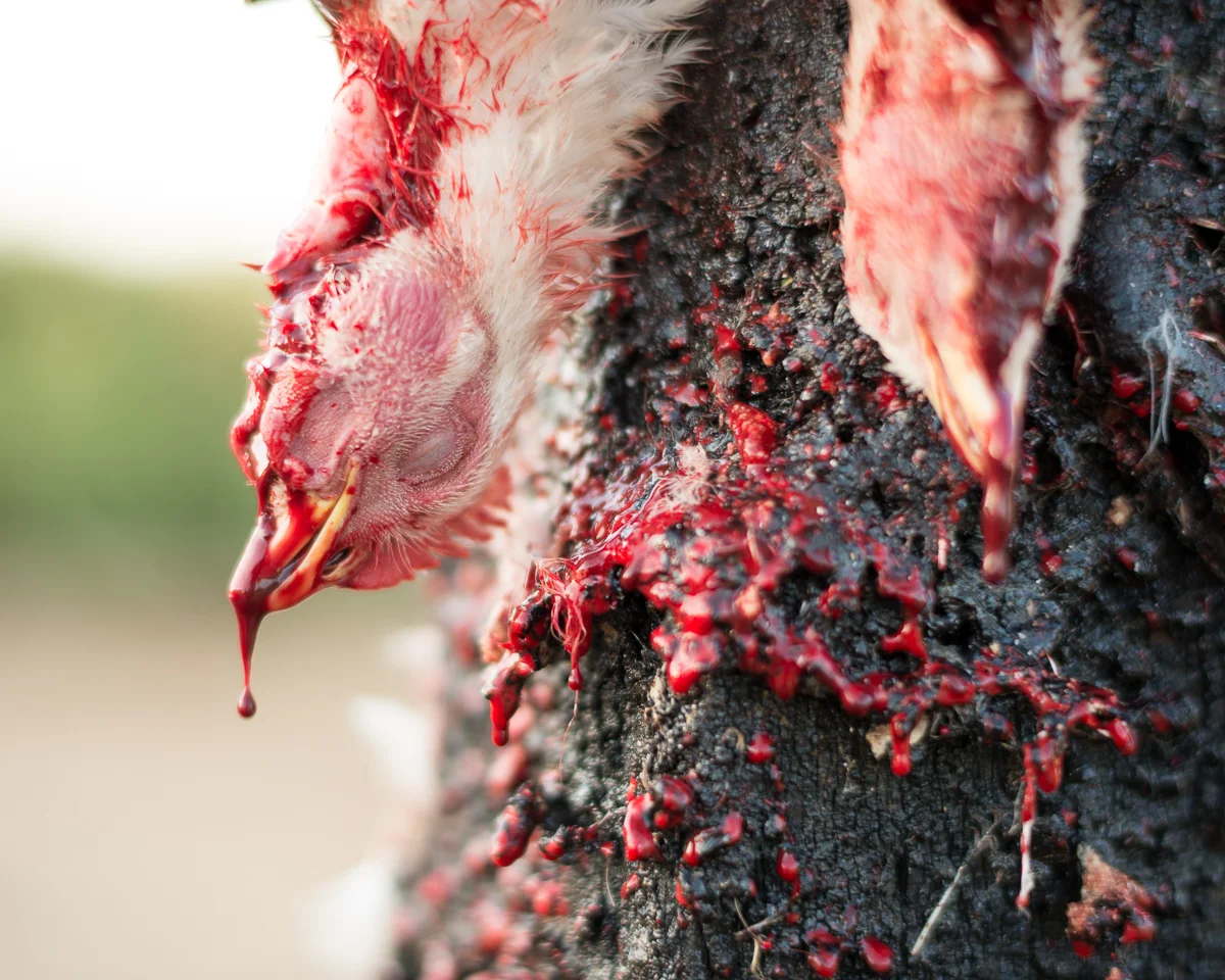  Bleeding Out 