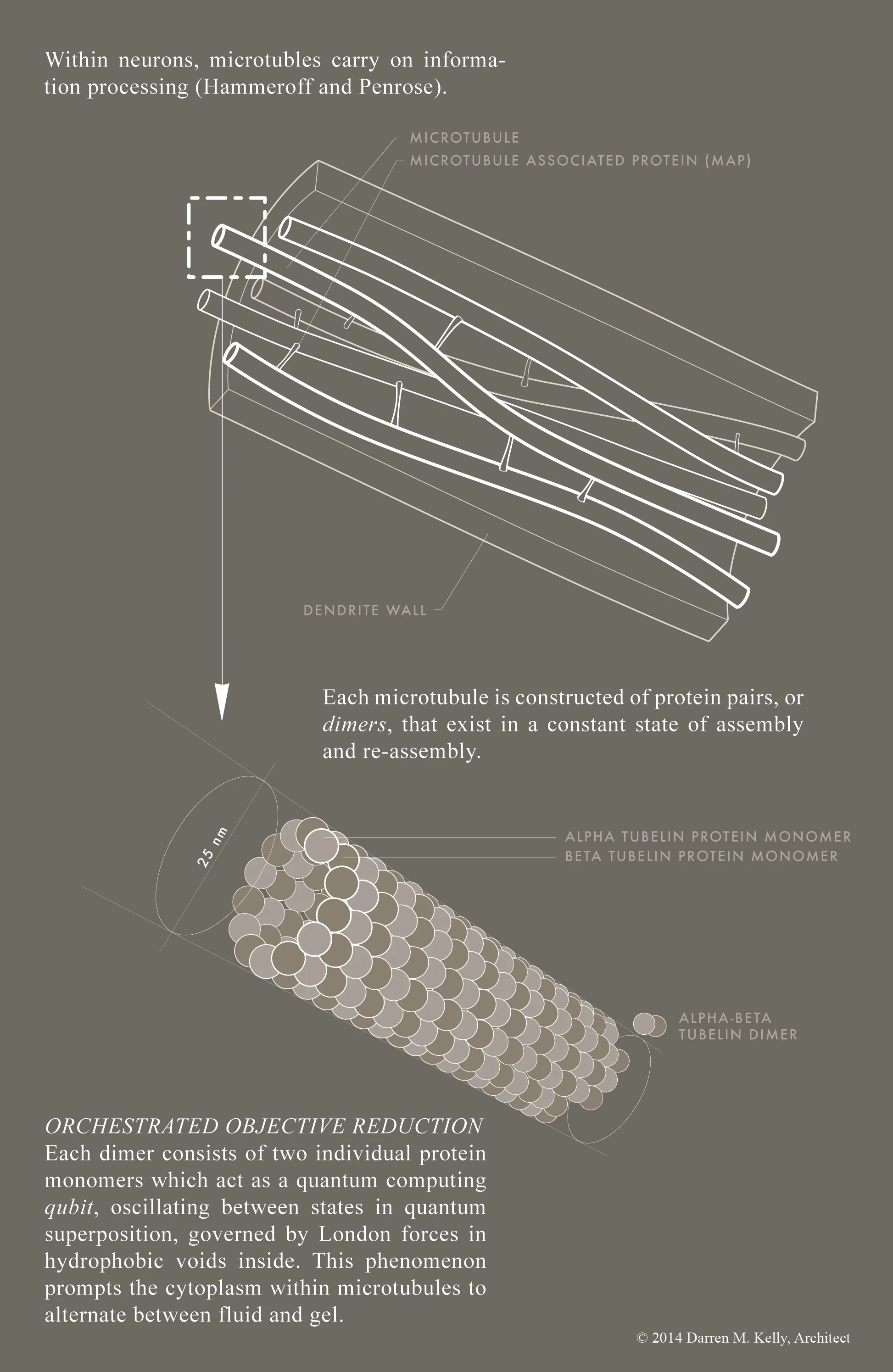 Fig. 1 > Microtubule arrangement within neurons (above) and the composition of microtubules (below)