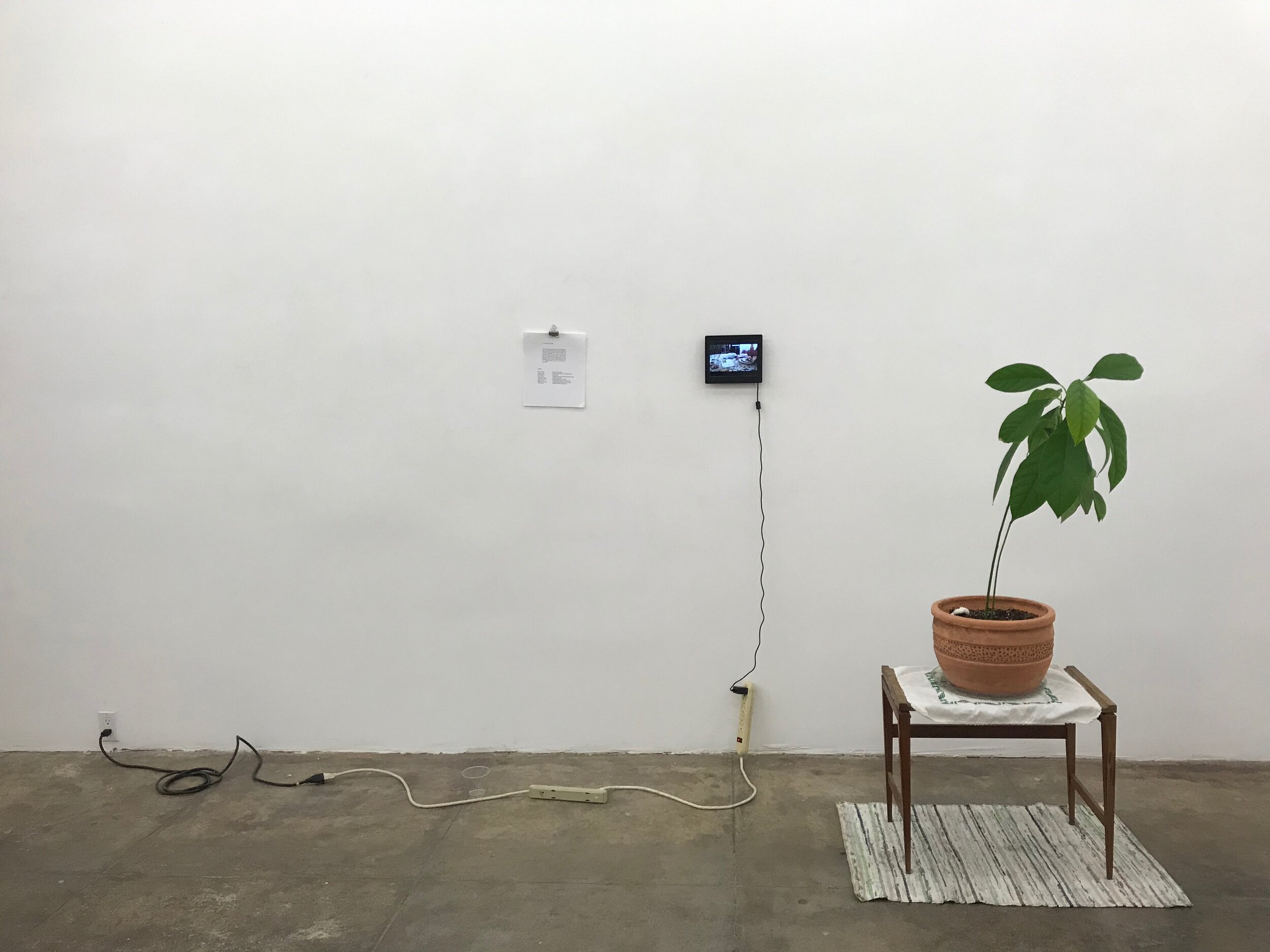   Chris Burden’s Avocado  (installation view) 2019 