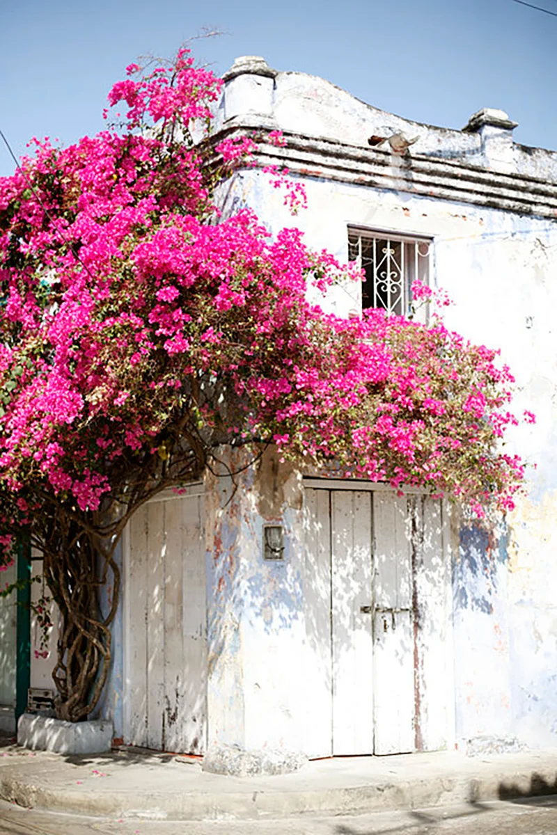 A rustic white building with a pink flowering bougainvillea vine growing next to it, with a metal barred window and a closed door.