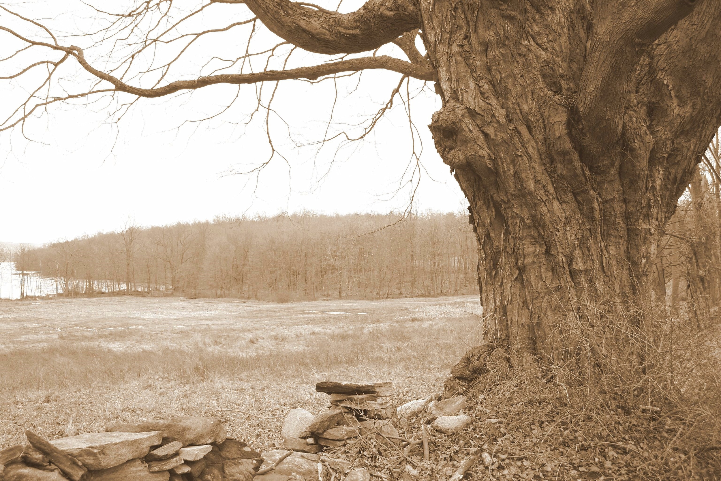 Long Pond Preserve in sepia -2.JPG