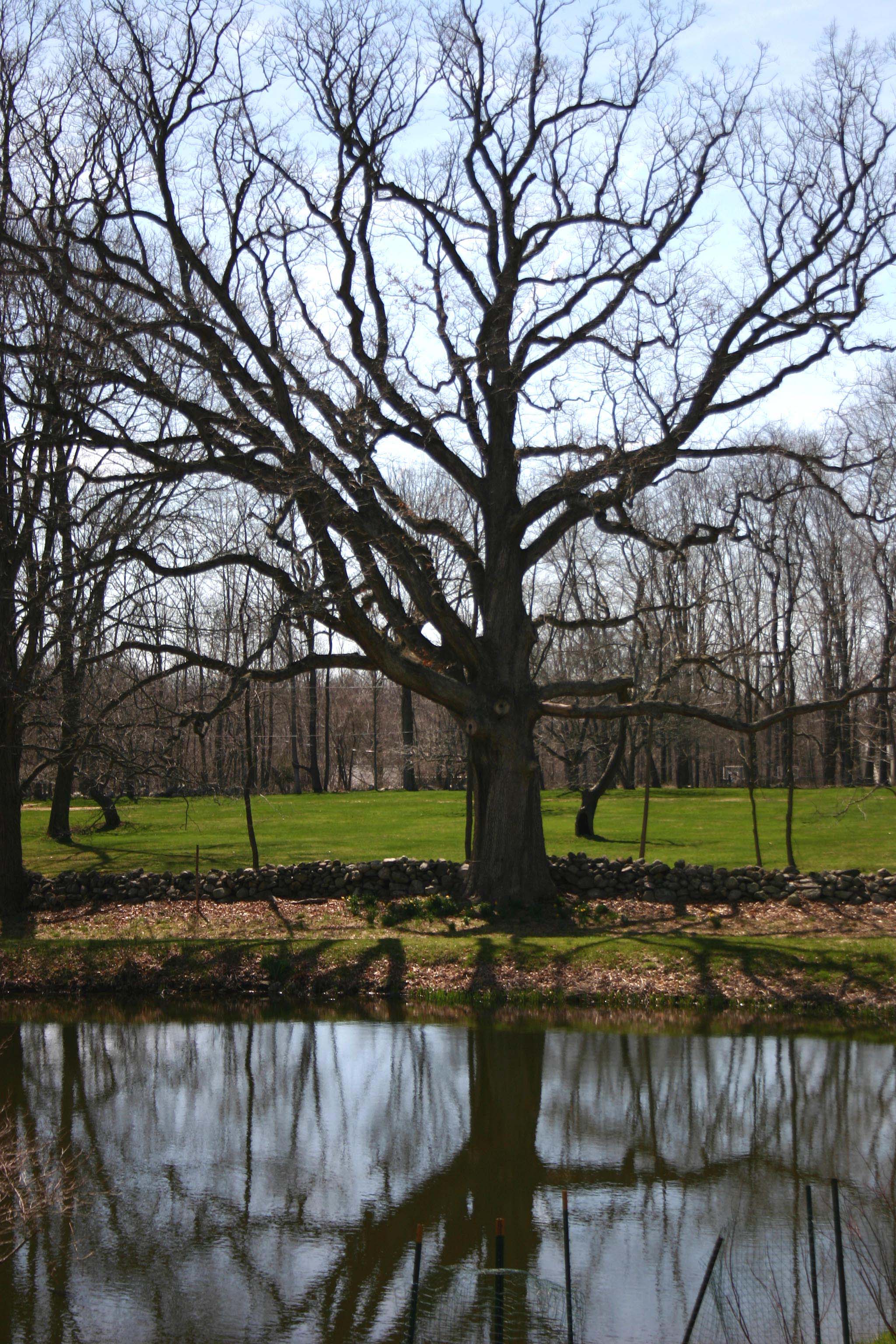 Mead oak and pond copy.jpg