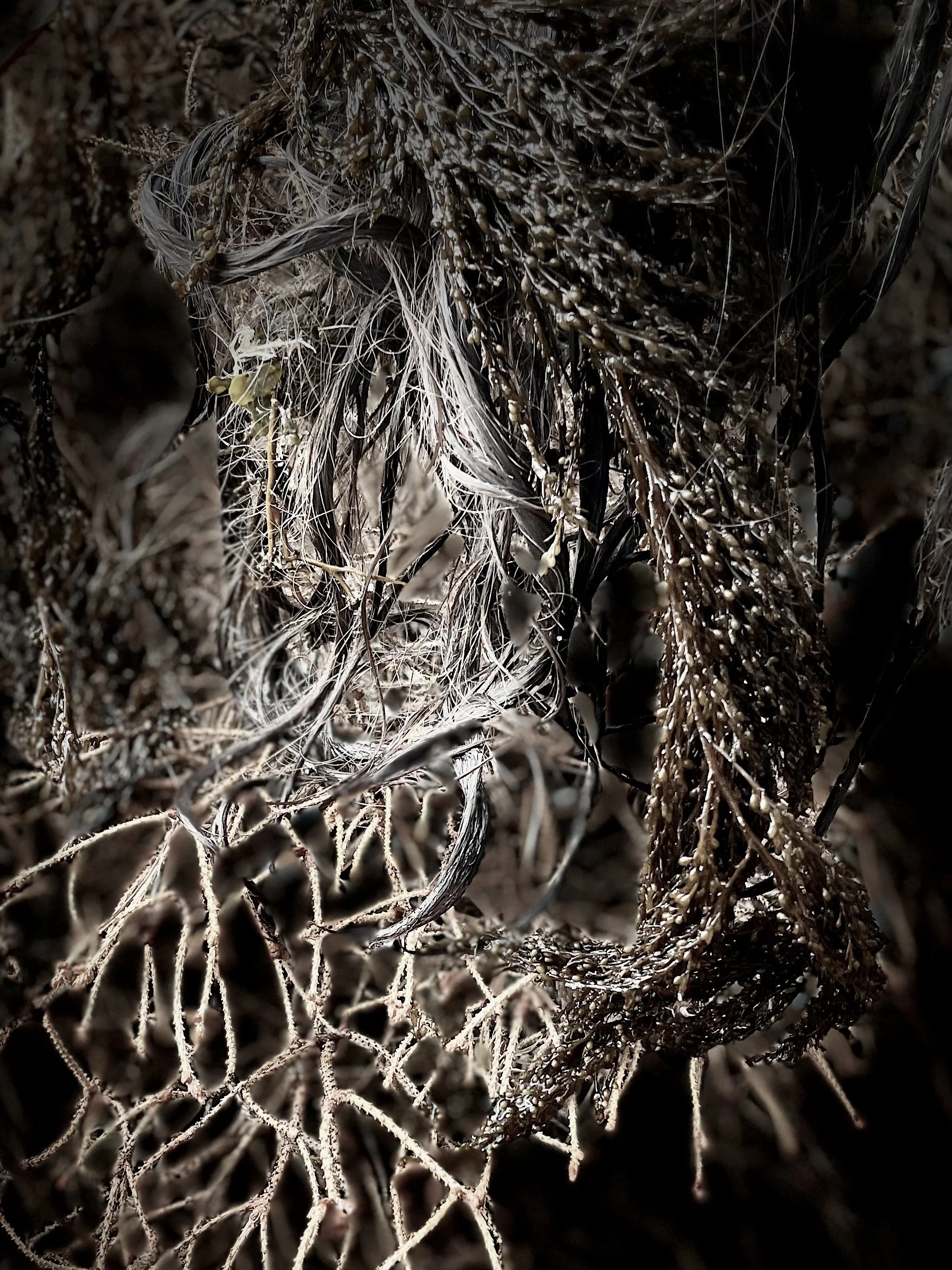  Eye     2023 photograph 10×8in &nbsp;25x20cm 