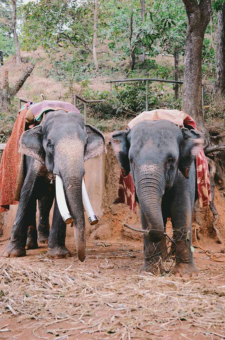 goa and a spice plantation