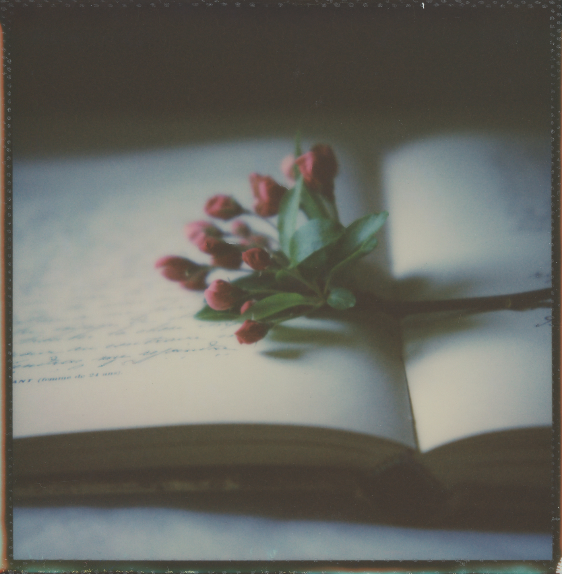 Life story, part I: Waiting "It is at the edge of the petal that love waits." ~William Carlos Williams