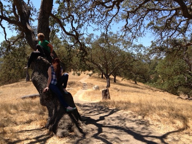 TreeMegan.jpeg