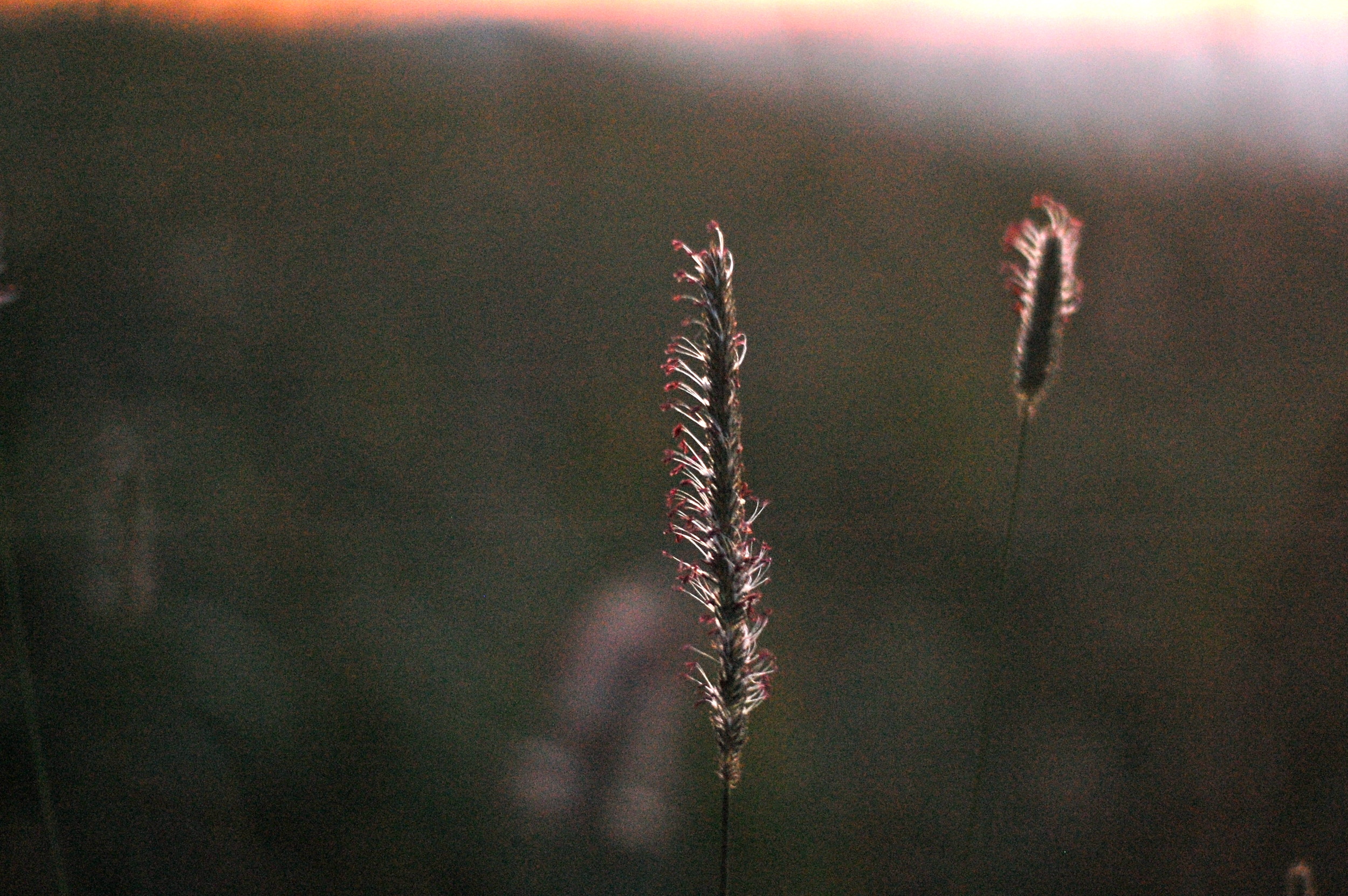 DSC_0028.JPG