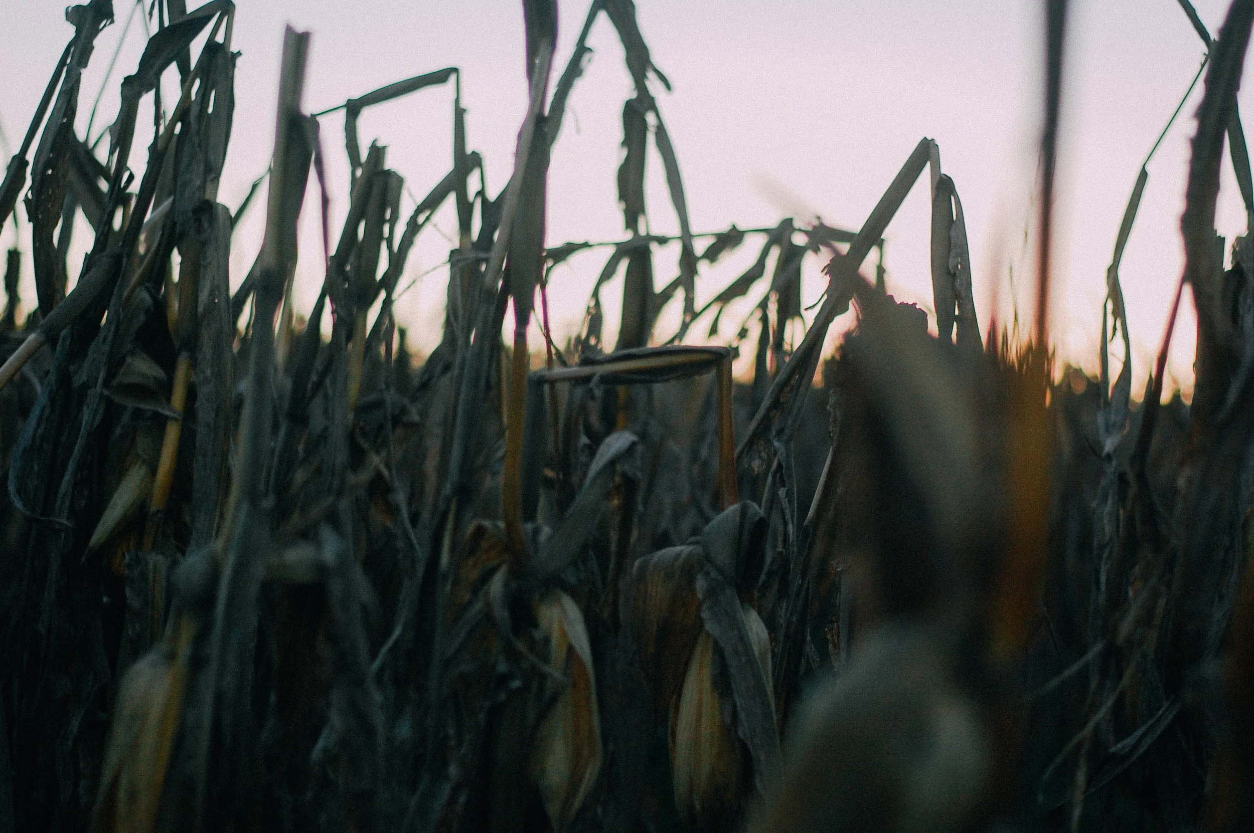 Deep Well Farm, Lenoir City, TN